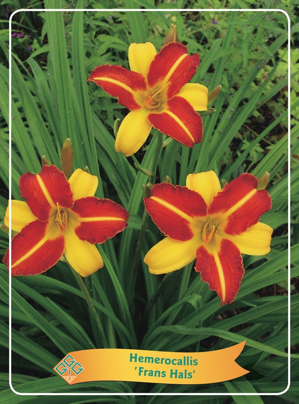 Picture of Hemerocallis Mix 6x10 srt. per shelve P11