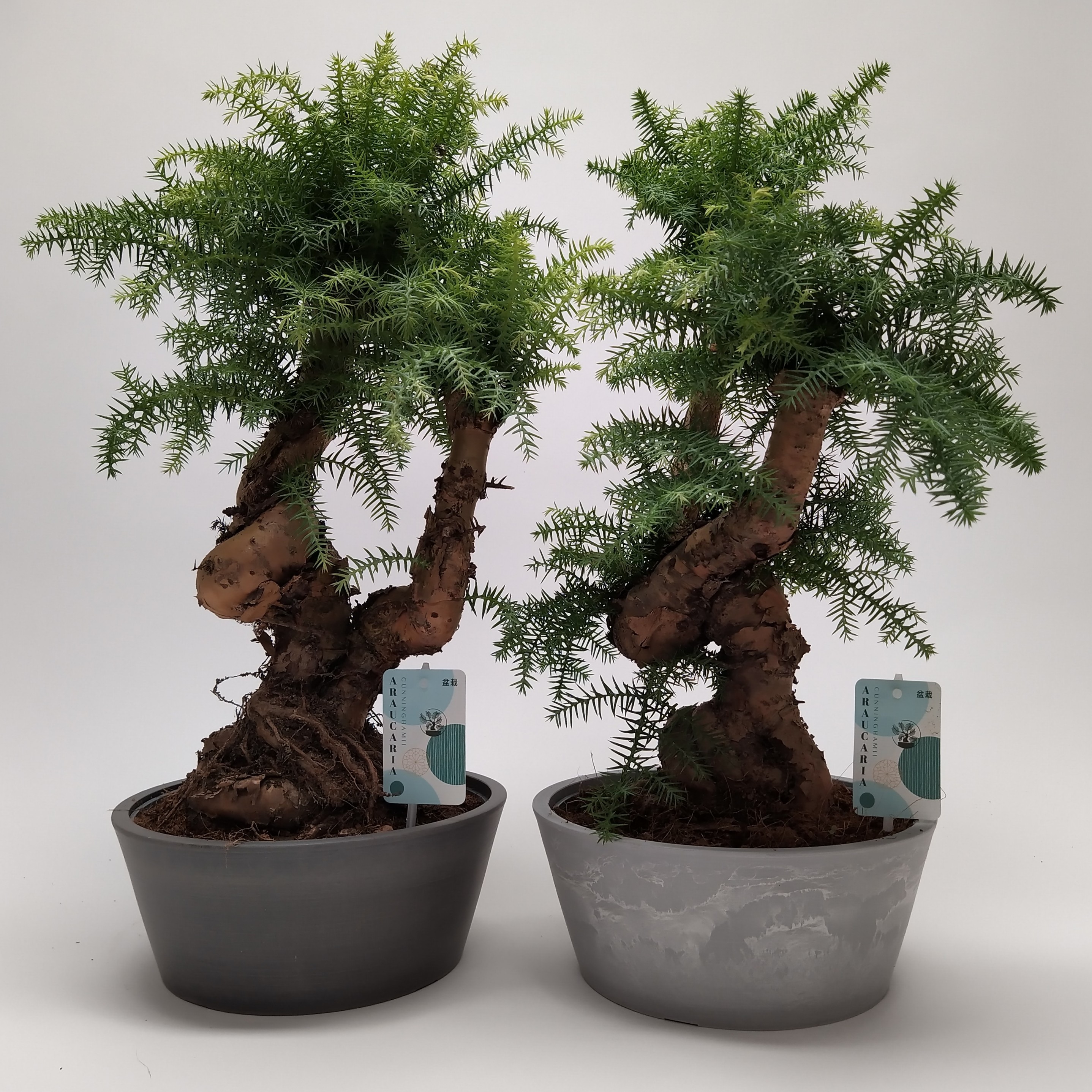 Picture of Bonsai Araucaria cunninghamii (indoor) P25 POLYSTONE-25-CM-BOWL