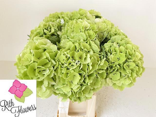 Hydrangea Verena Classic Red Green 60cm 21Ø