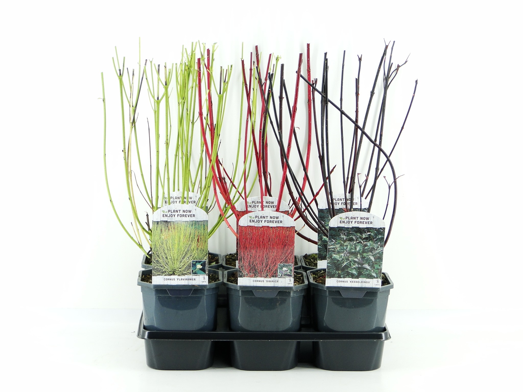 Picture of Cornus mix tray 3 varieties