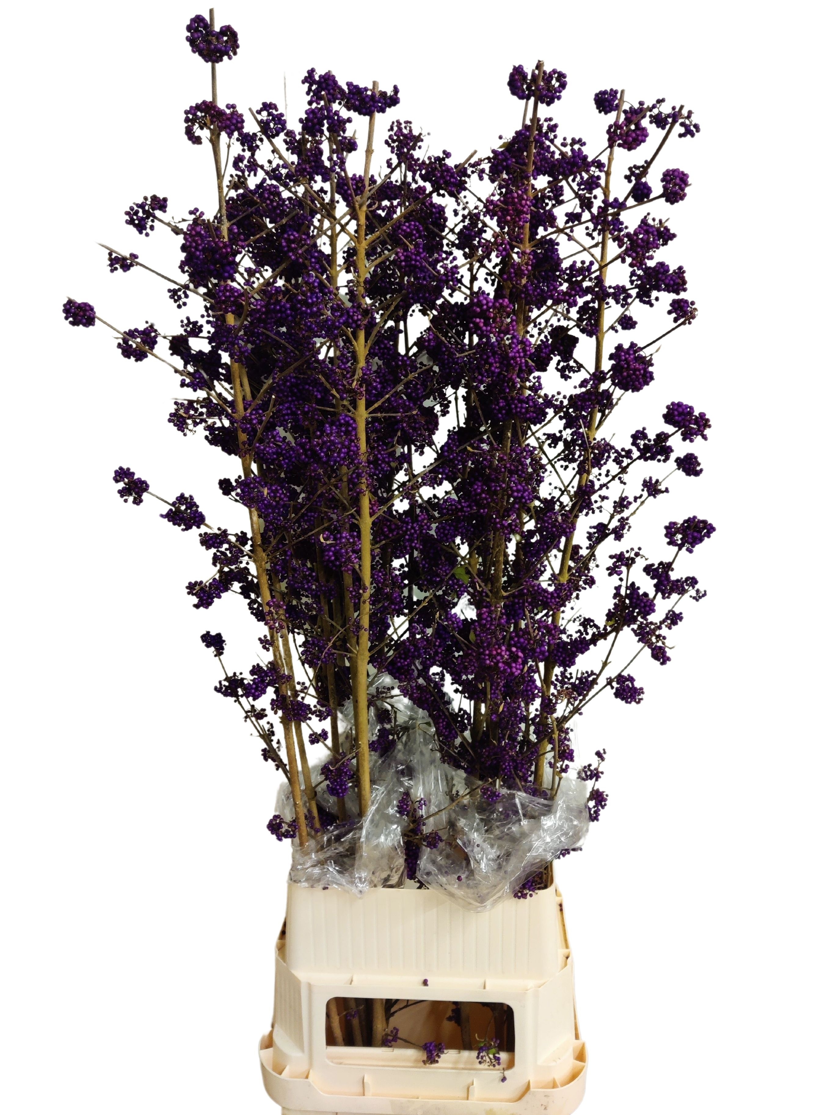 Callicarpa Bod Giraldi(imp) 120cm