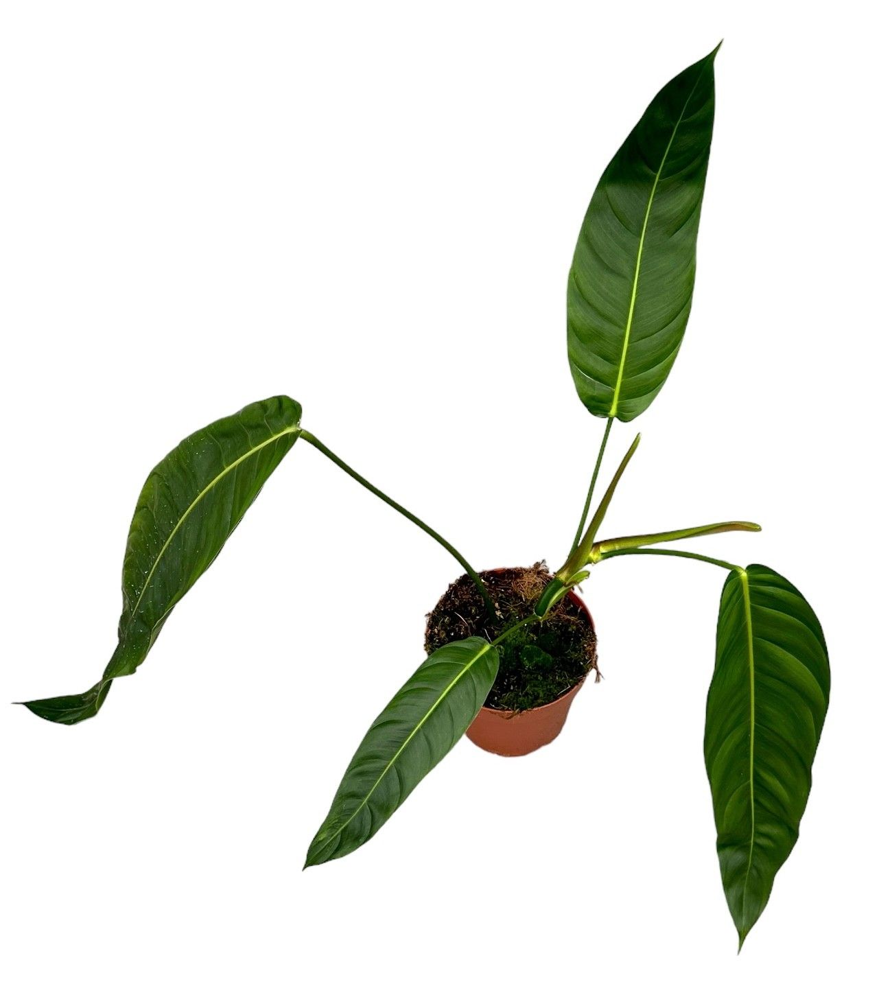 Philodendron Patriciae | Hamiplant