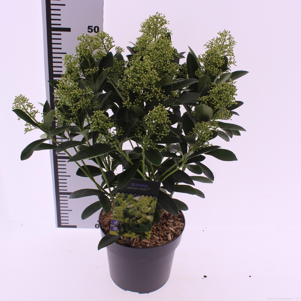 Picture of Skimmia jap. 'Finchy'