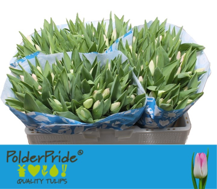 Tulipa Dynasty 40cm 34gram