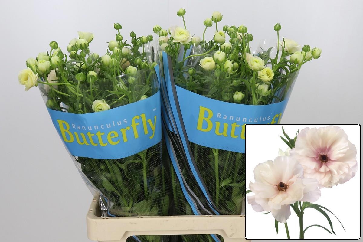 Ran Butterfl Ariadne
