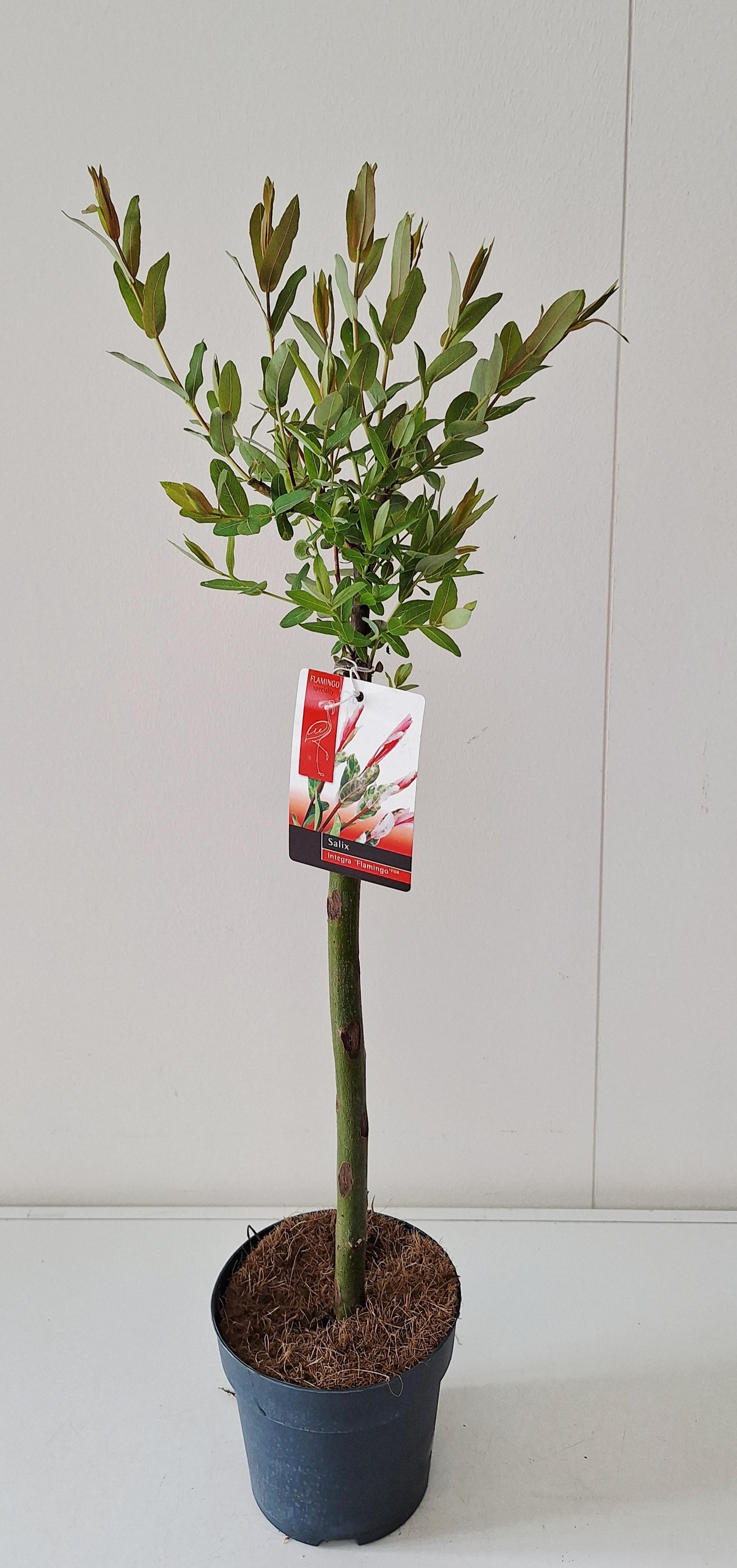 Picture of Salix Flamingo stam 40 p14
