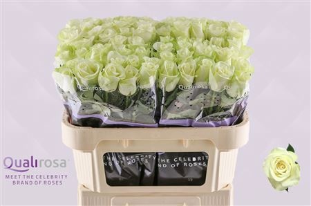Rosa Snowstorm 70cm