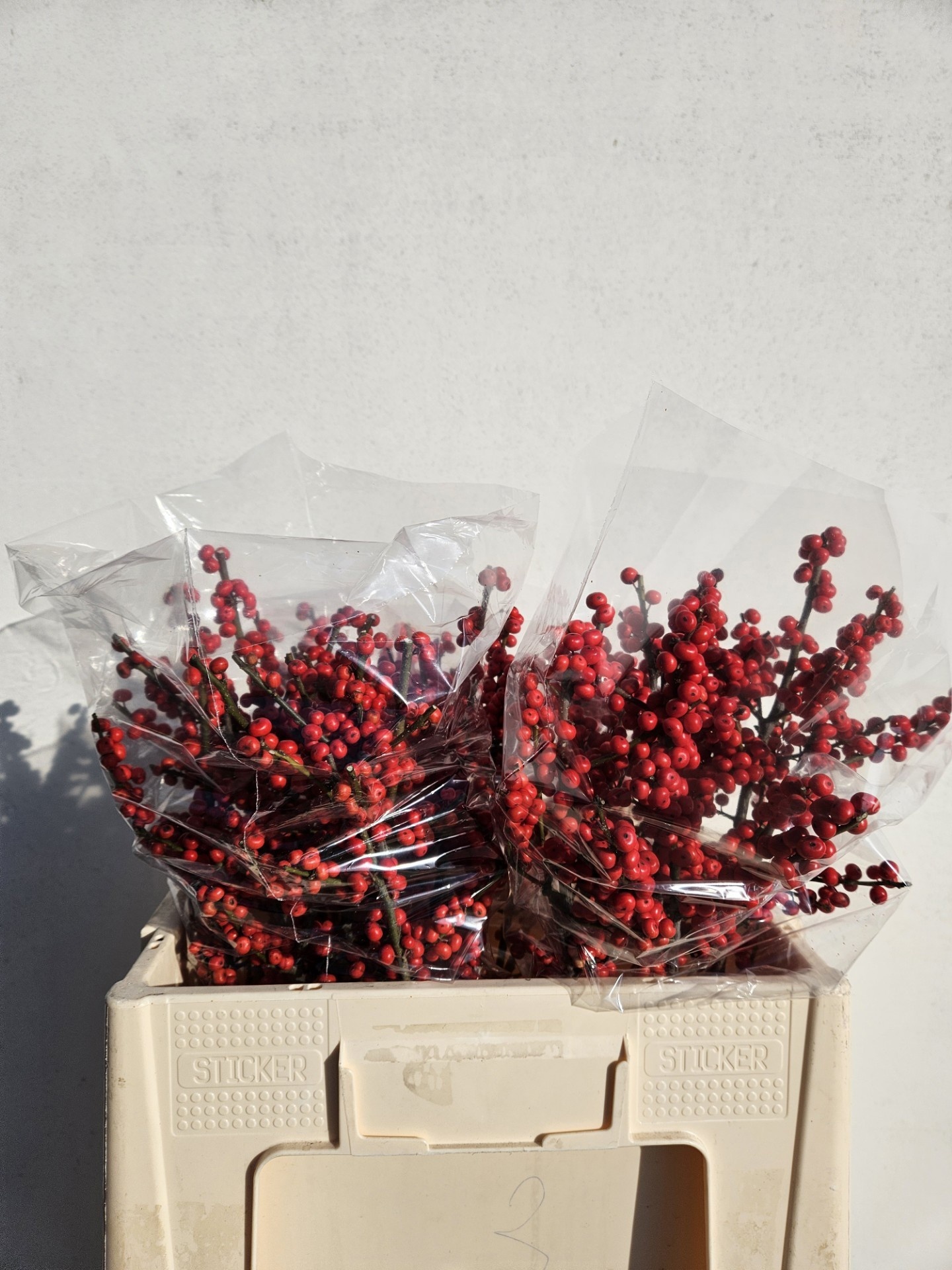 Ilex Verticlilata 40cm