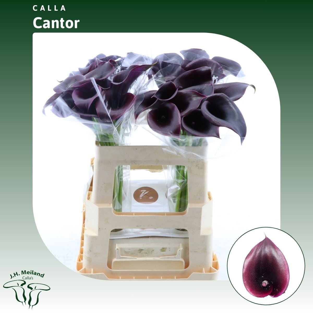 Calla Cantor 55cm