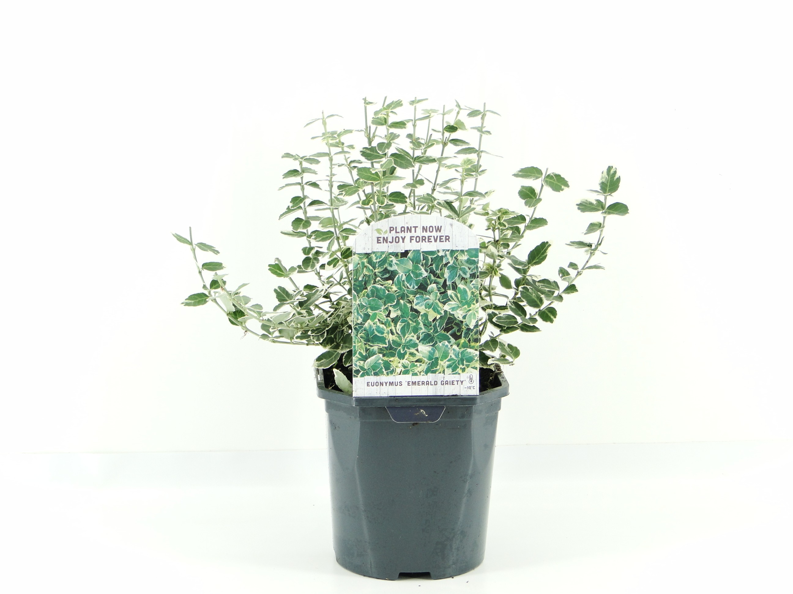 Picture of Euonymus fort. Emerald 'n Gaiety P17 (2 Ltr) Square