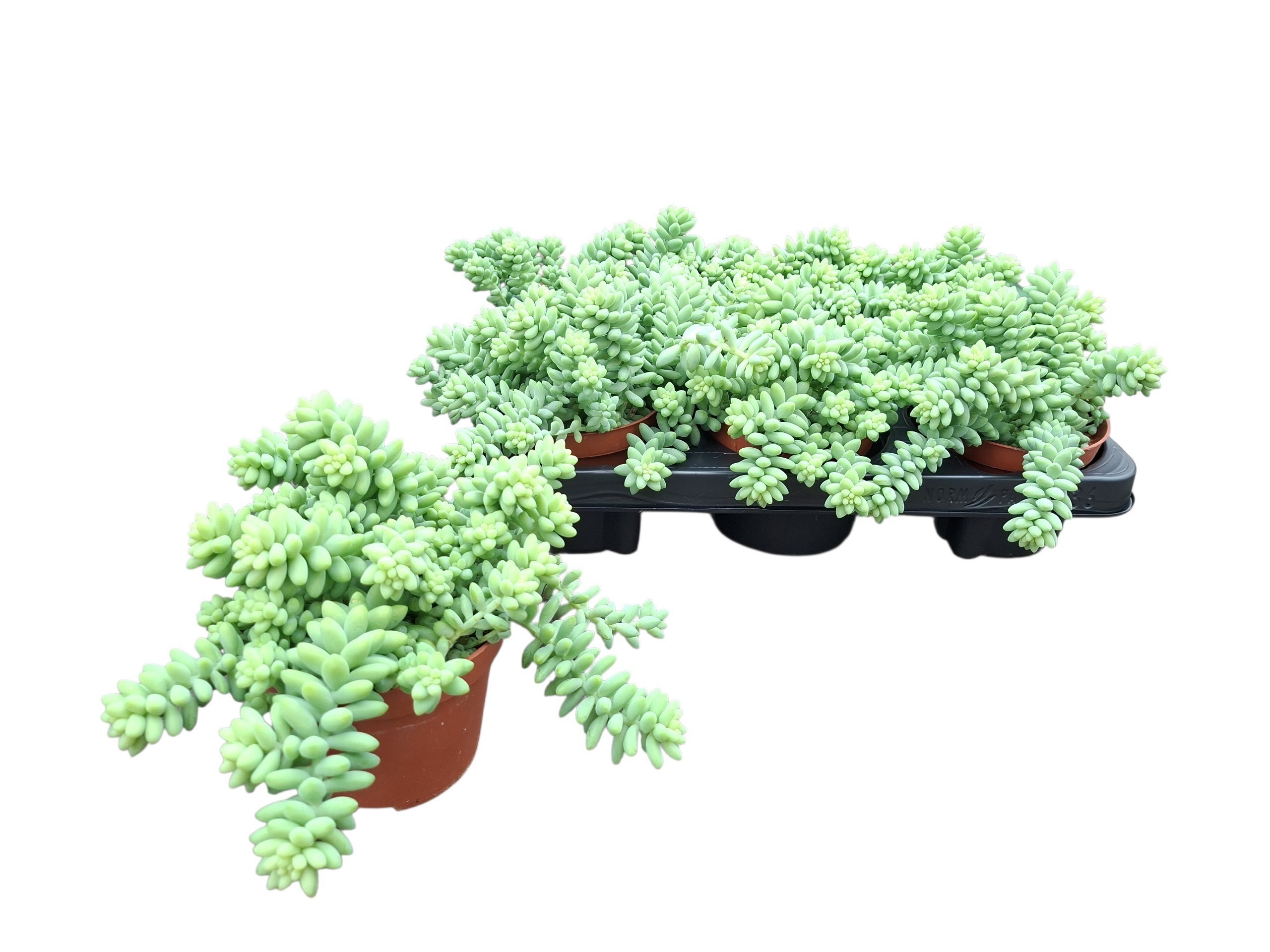 Sed Burrows Tail 11Ø 15cm