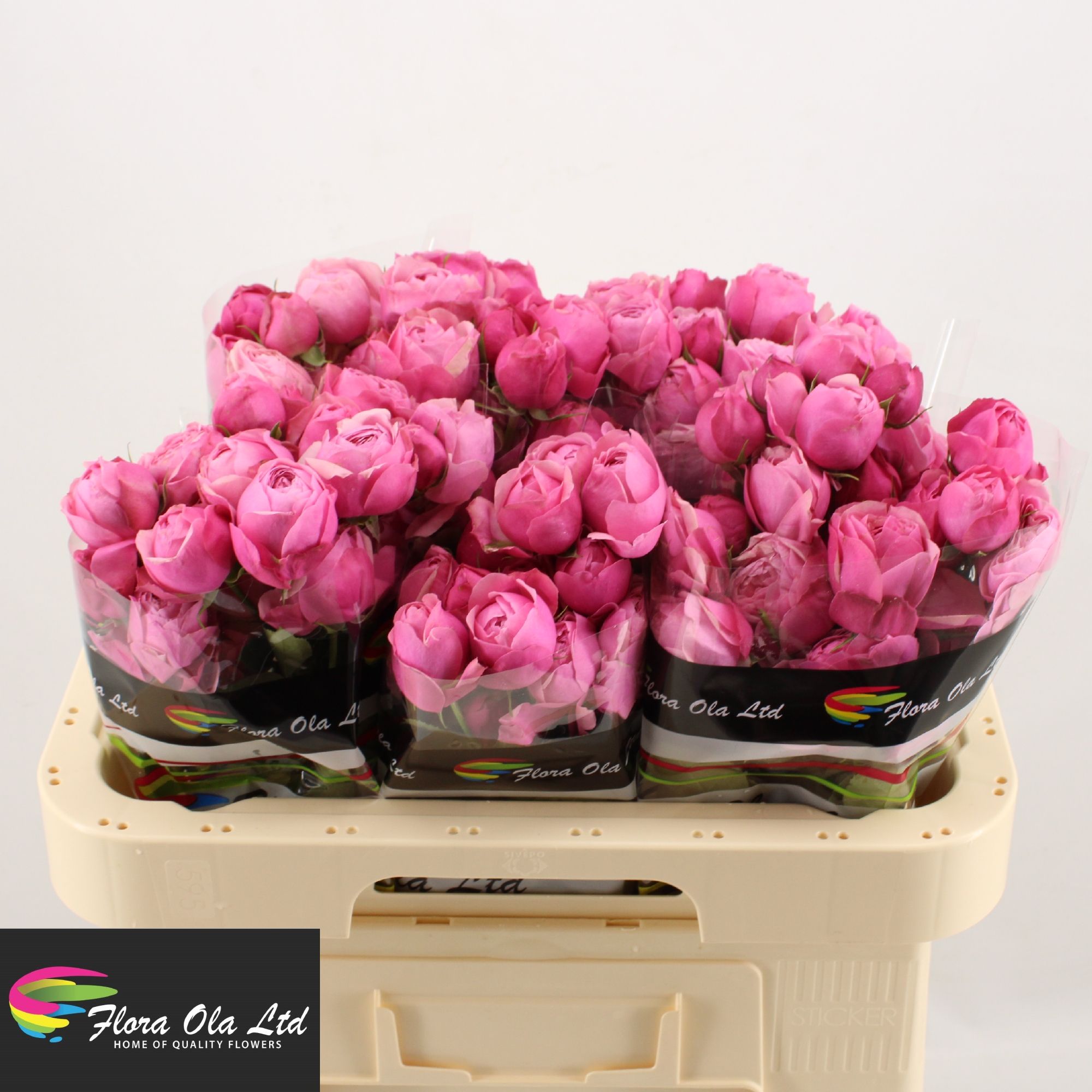 Rosa Spray Silva Pink 60cm
