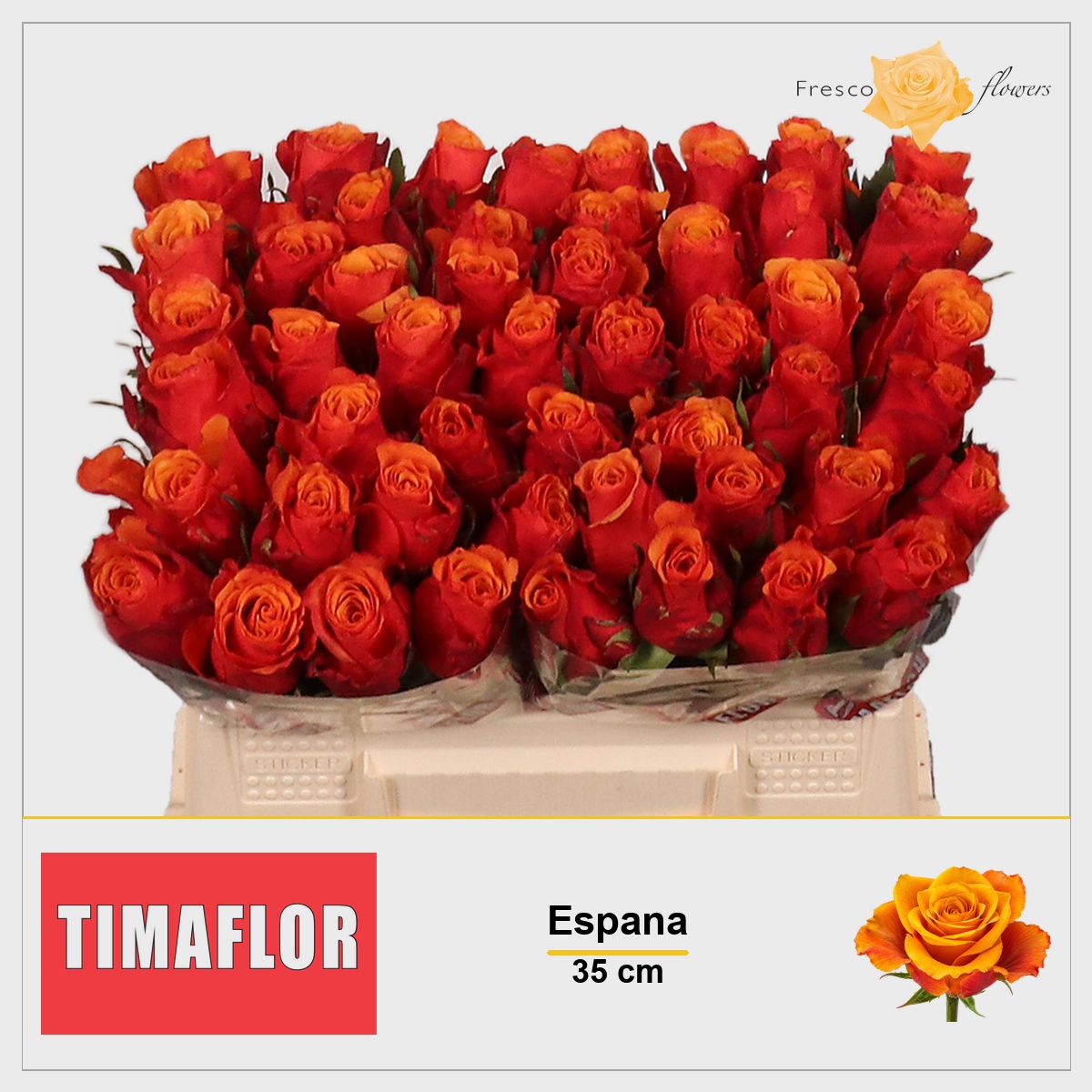 Rosa Espana 35cm