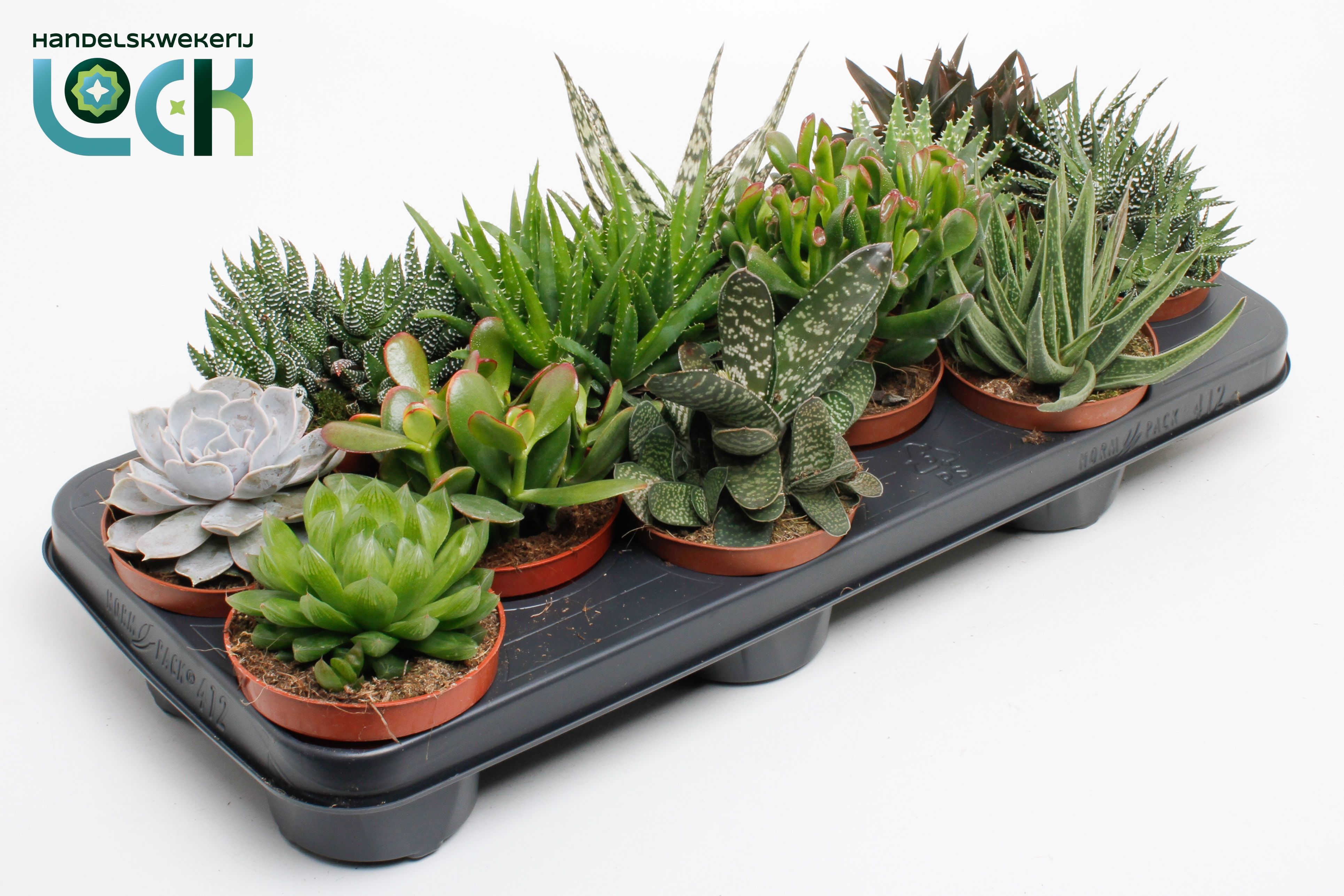 Succ Gem 8 Srt 510Ø 15cm