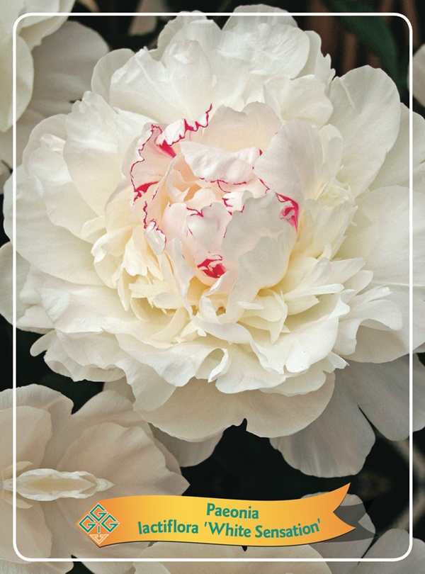 Picture of Paeonia Lactiflora Mix CC P11