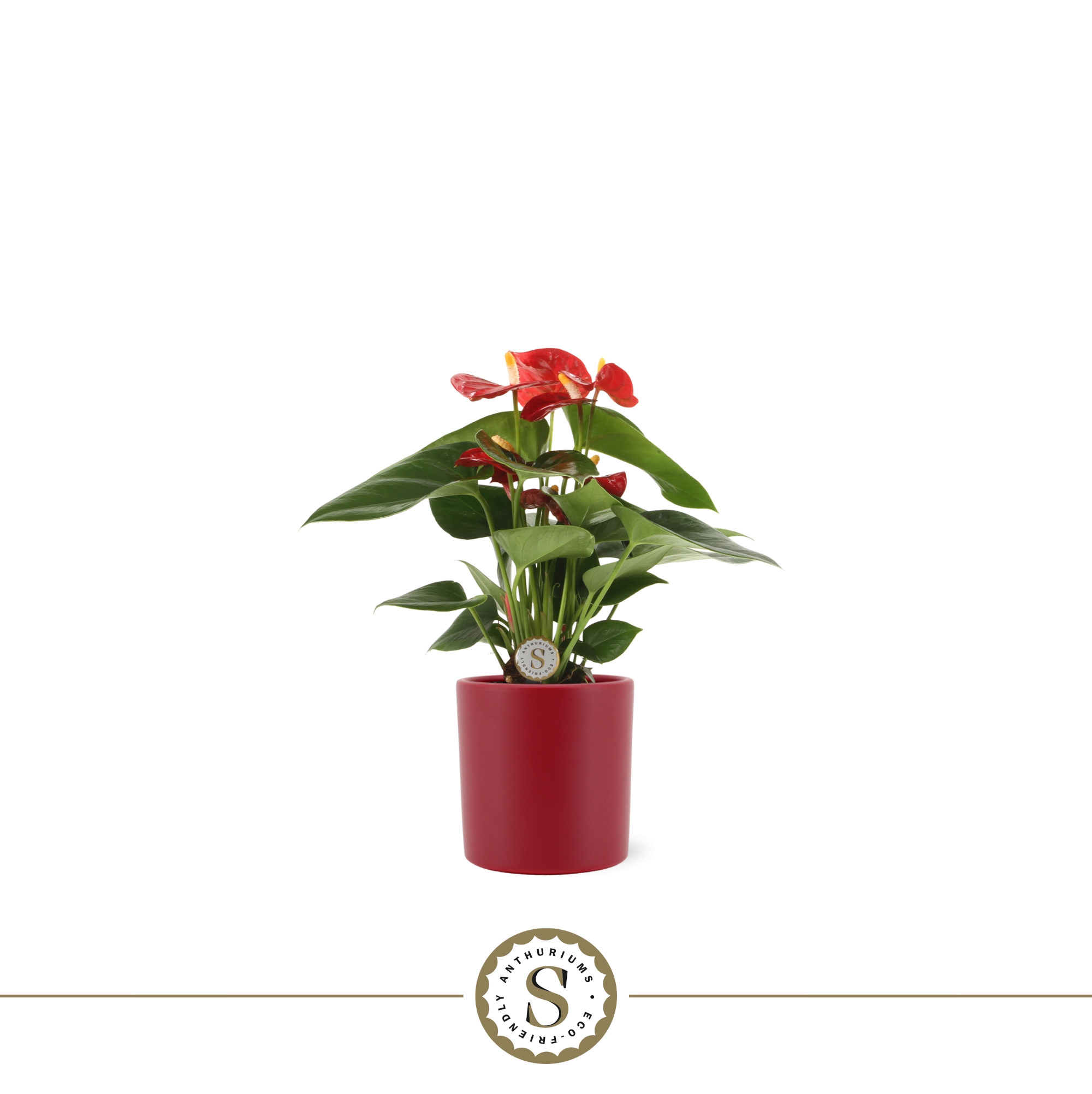 Picture of Anthurium Red Champion in Bari ceramic P9 30CM