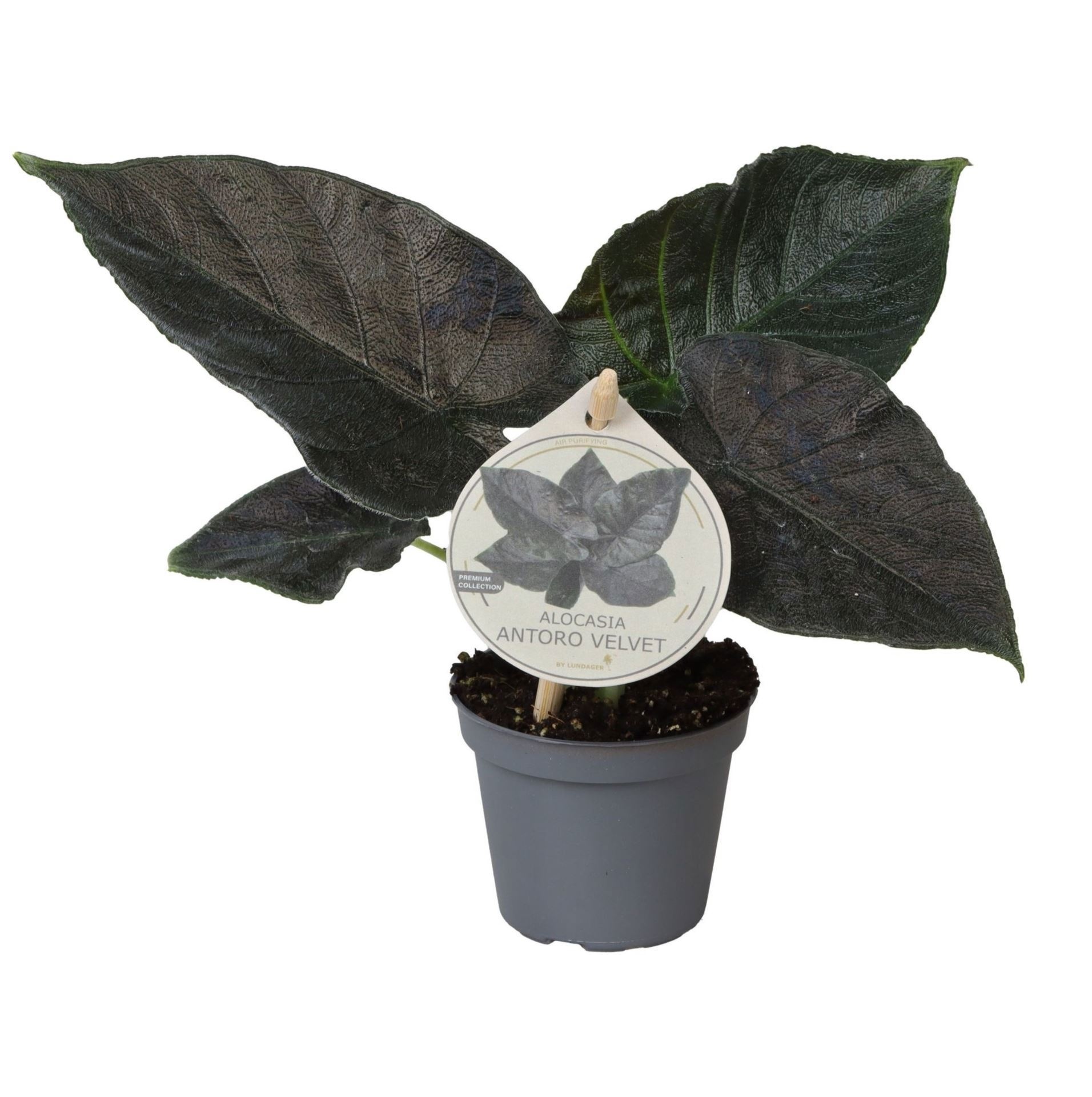 Alocasia Antoro Velvet W. Label