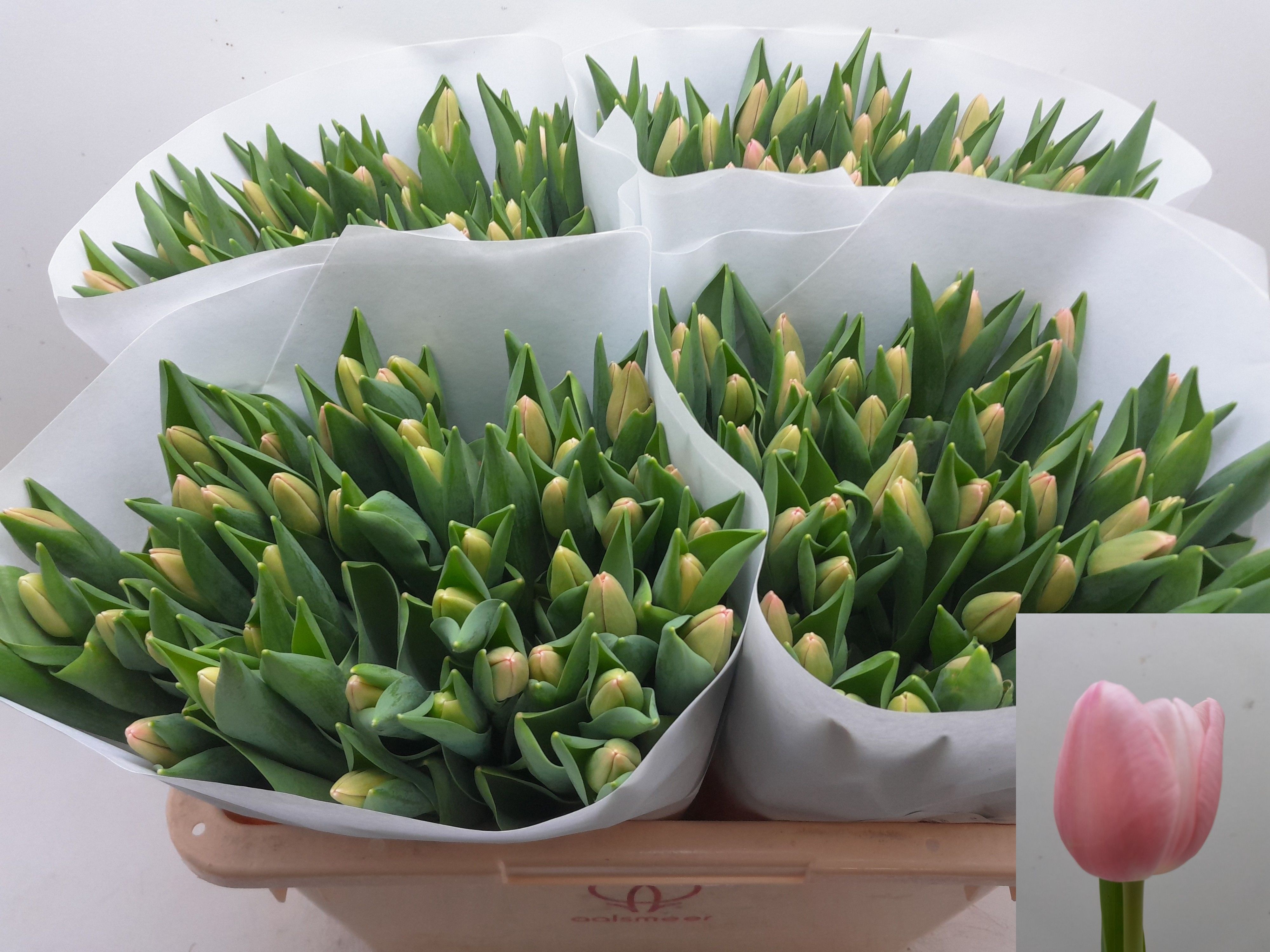 Tu En Tresor