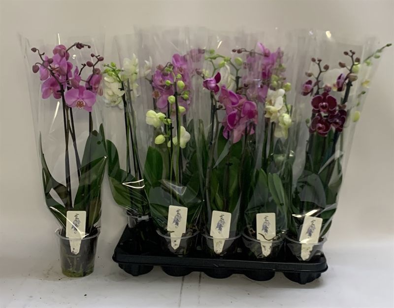 Phalaenopsis Asst 12Ø 60cm