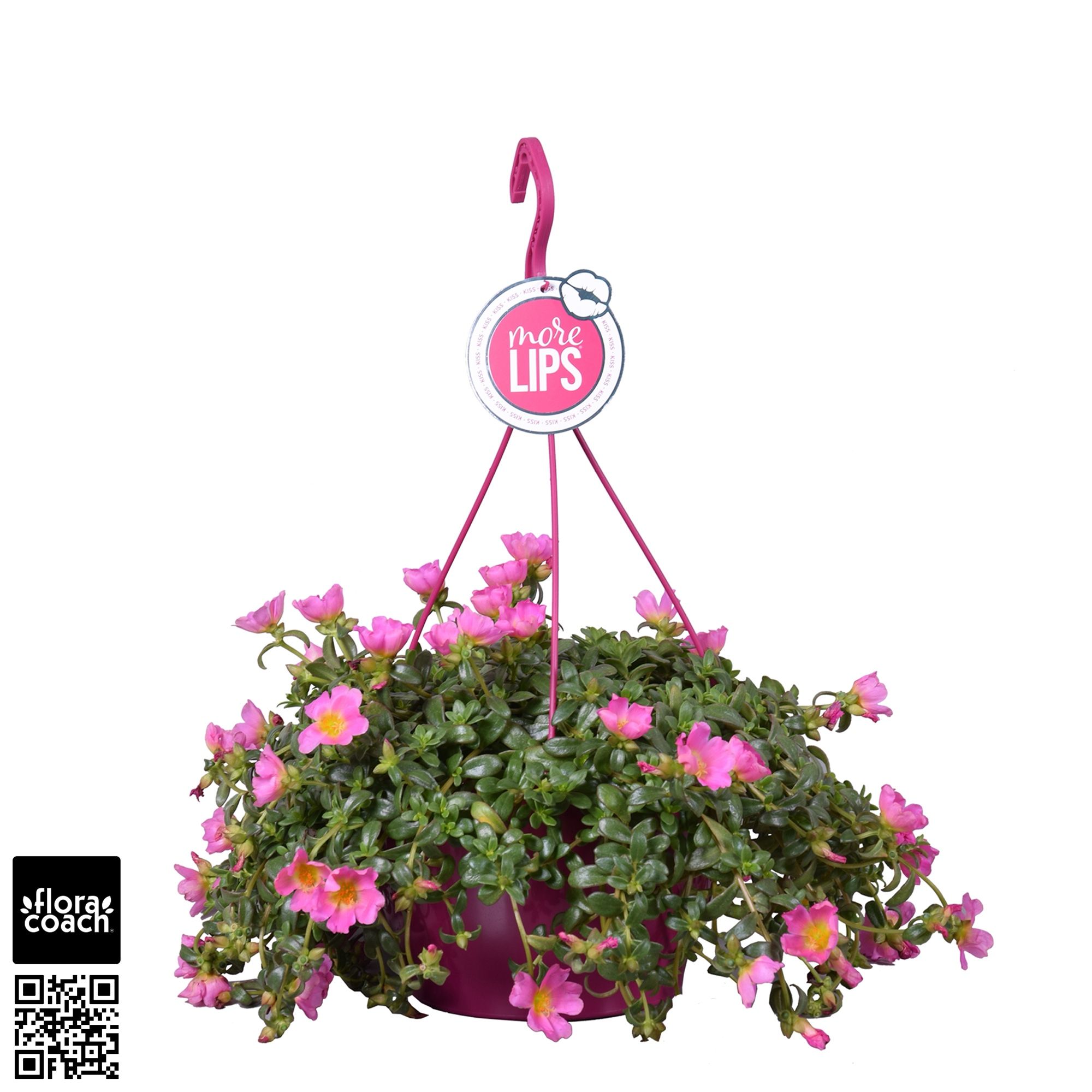 Portulaca MoreLIPS® Portulaca Pink