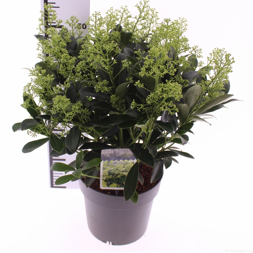 Picture of Skimmia jap. 'Finchy'