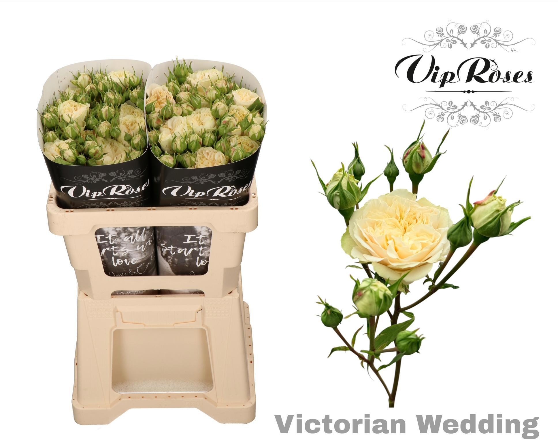 R Tr Victor Wedding+
