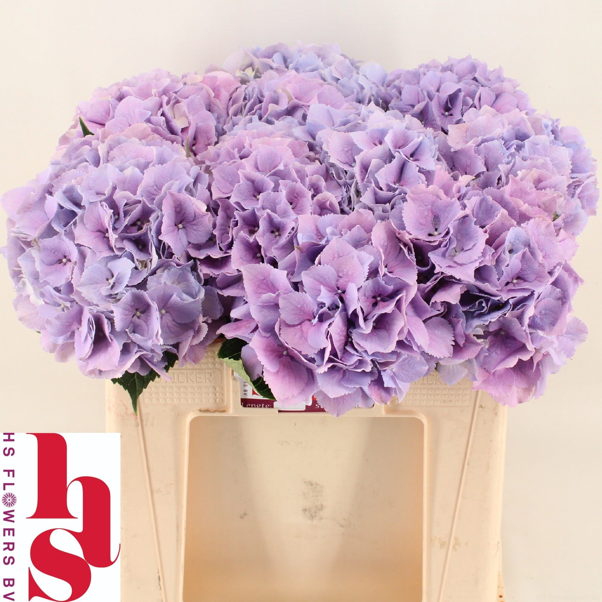 Hydrangea Royal Benefit 50cm 16Ø