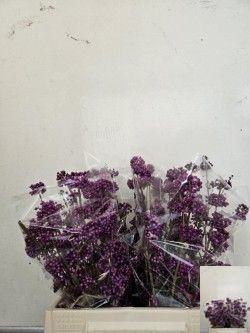Callic Overig 40cm