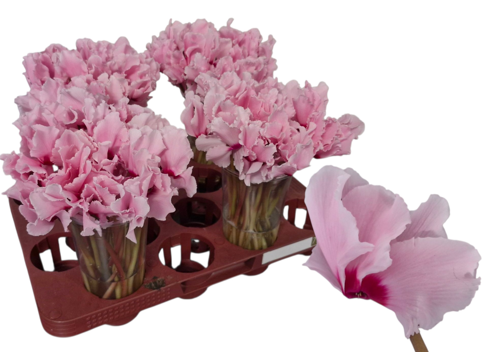Cyclamen Light Pink 20cm