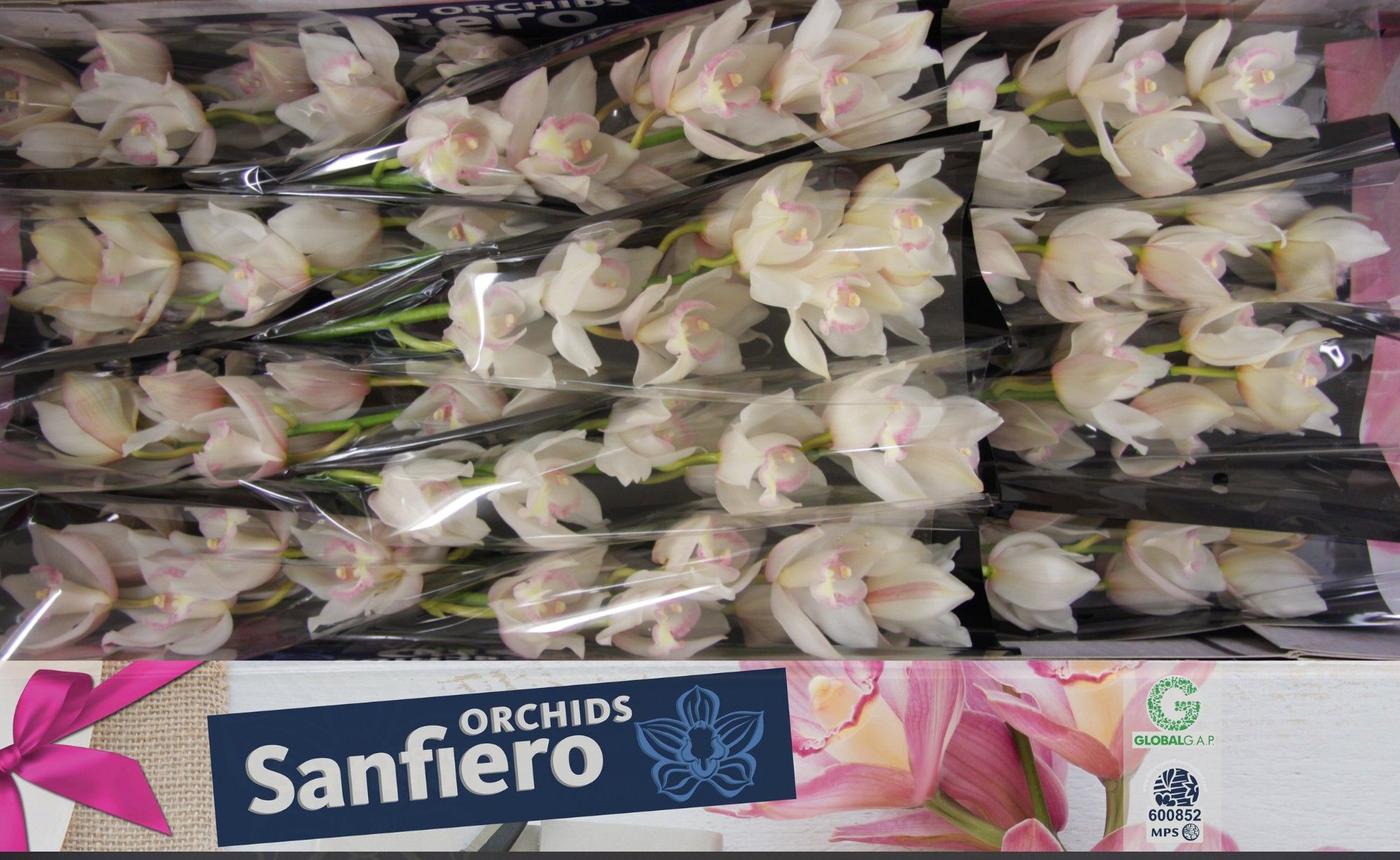 Cymbidium Snowcastle 5/8bl