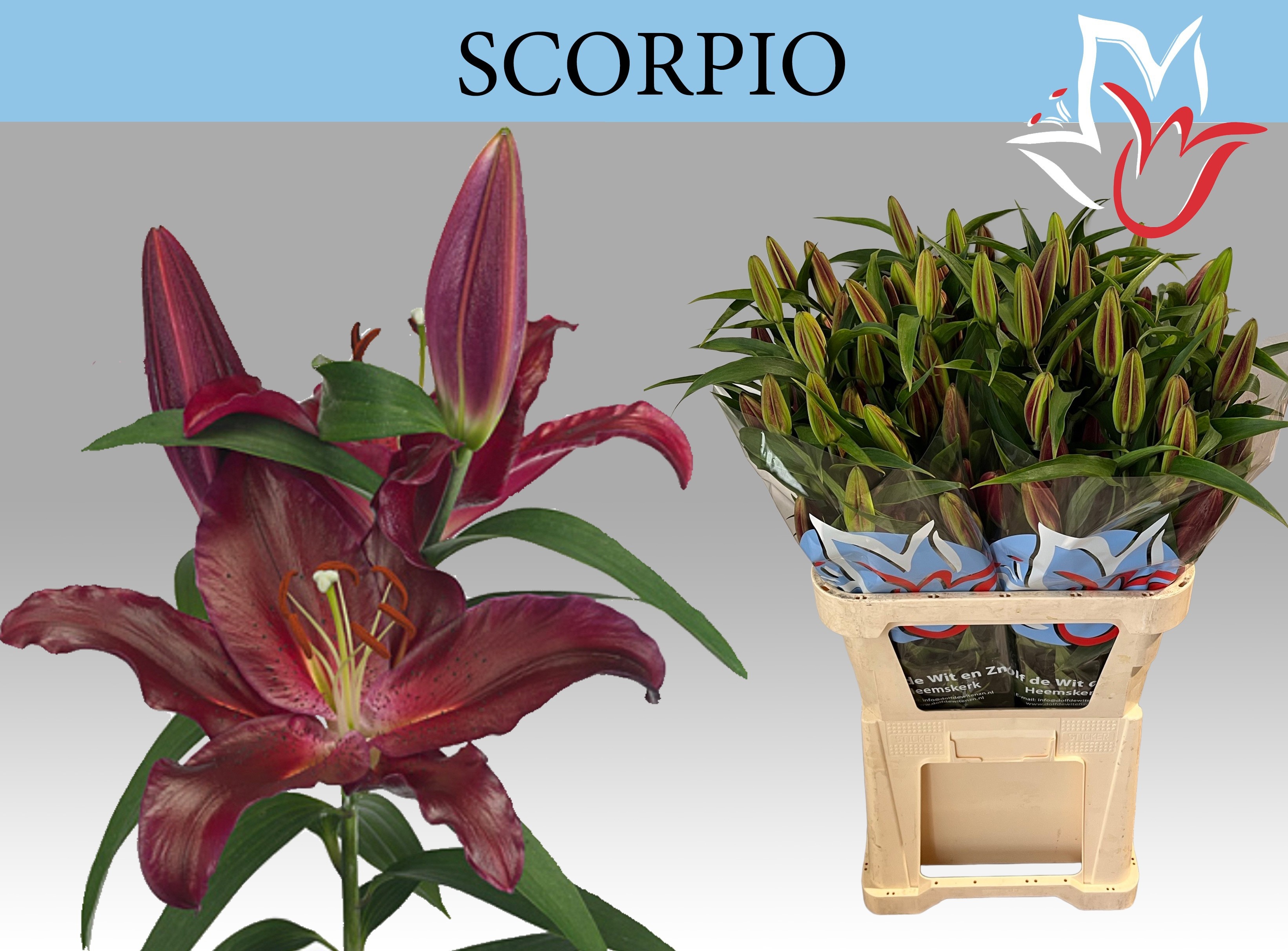Li Or Scorpio