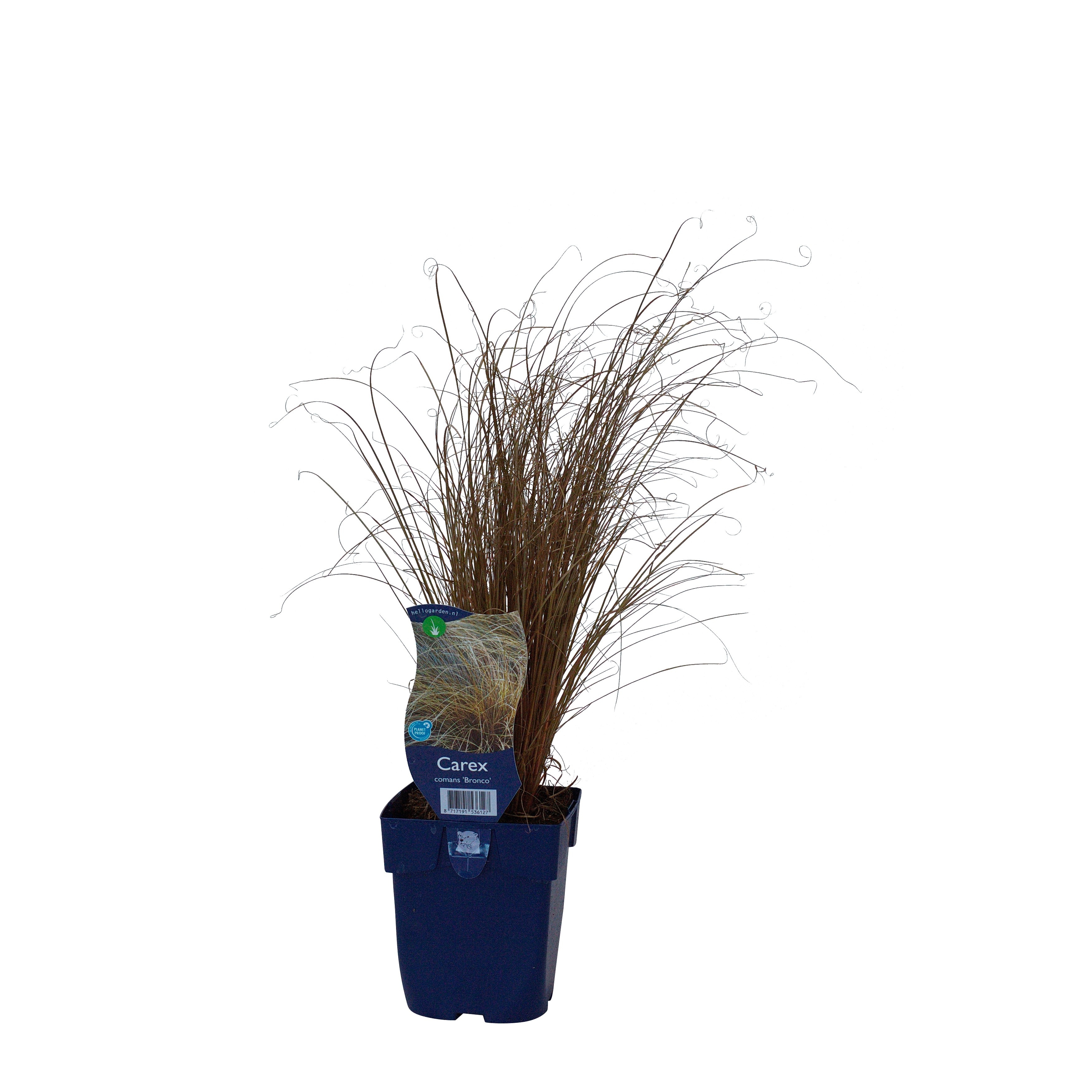 Carex comans 'Bronco'