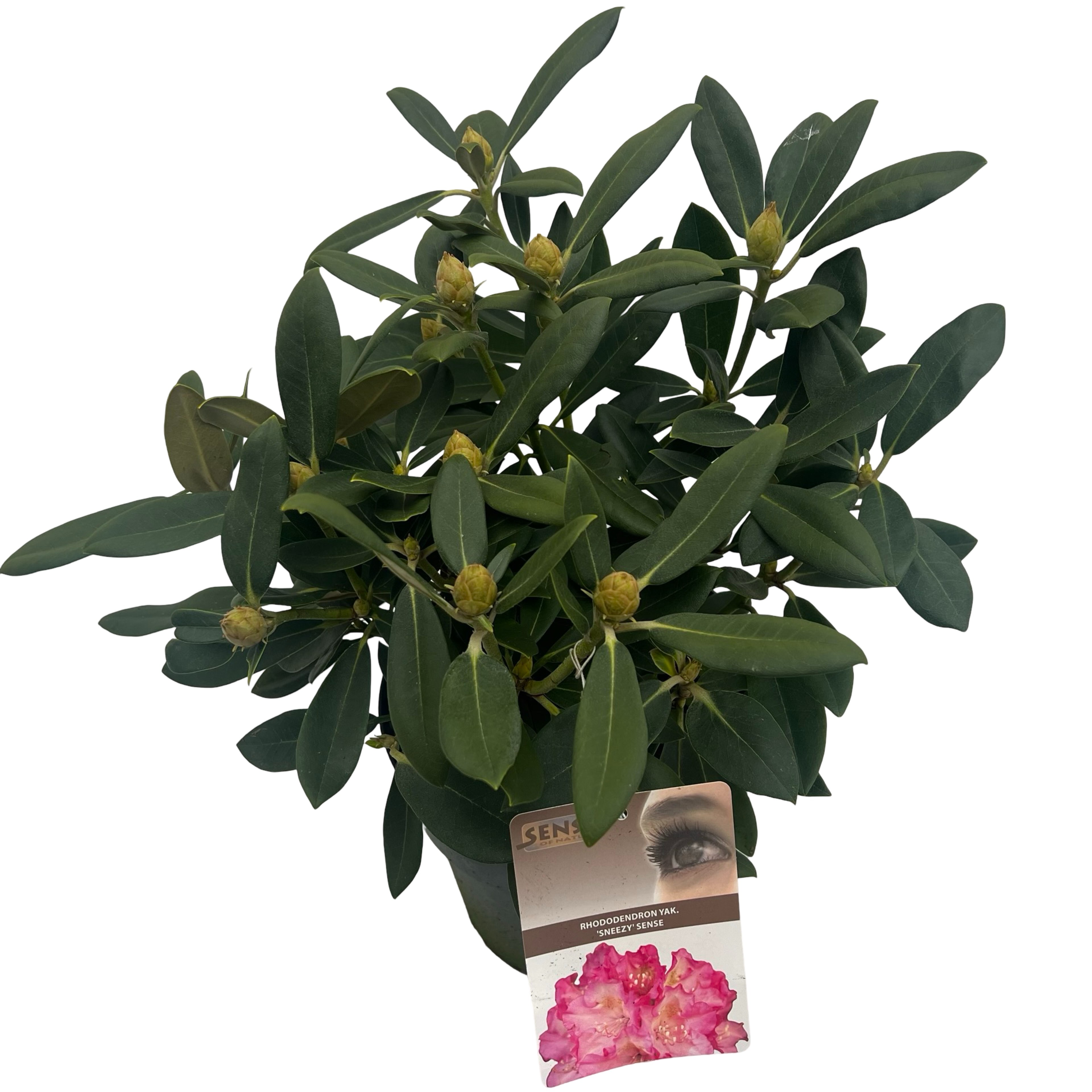 Picture of Rhododendron yak. Sneezy P23 (5 Ltr) (LOOSE)