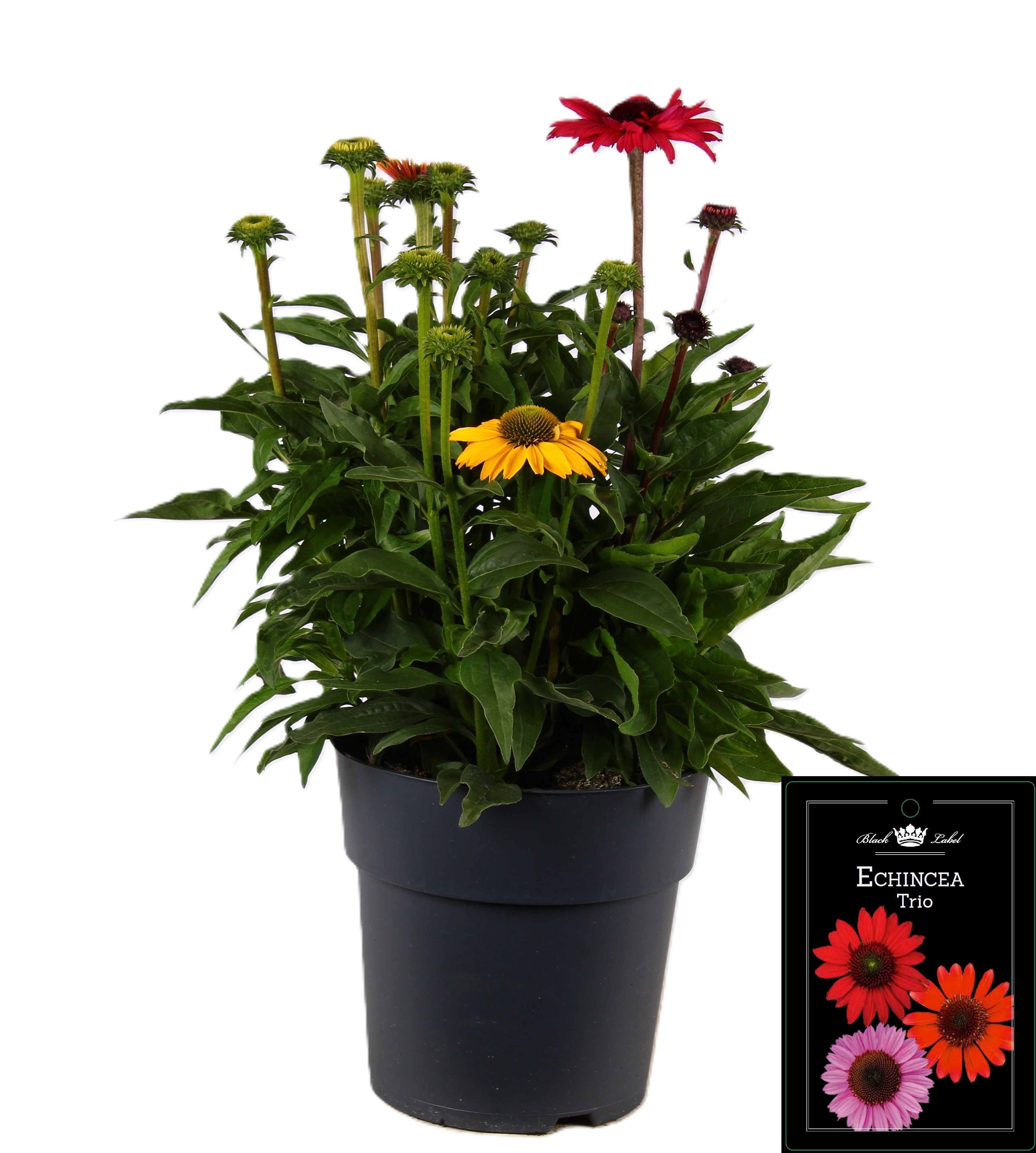 Picture of Echinacea Trio
