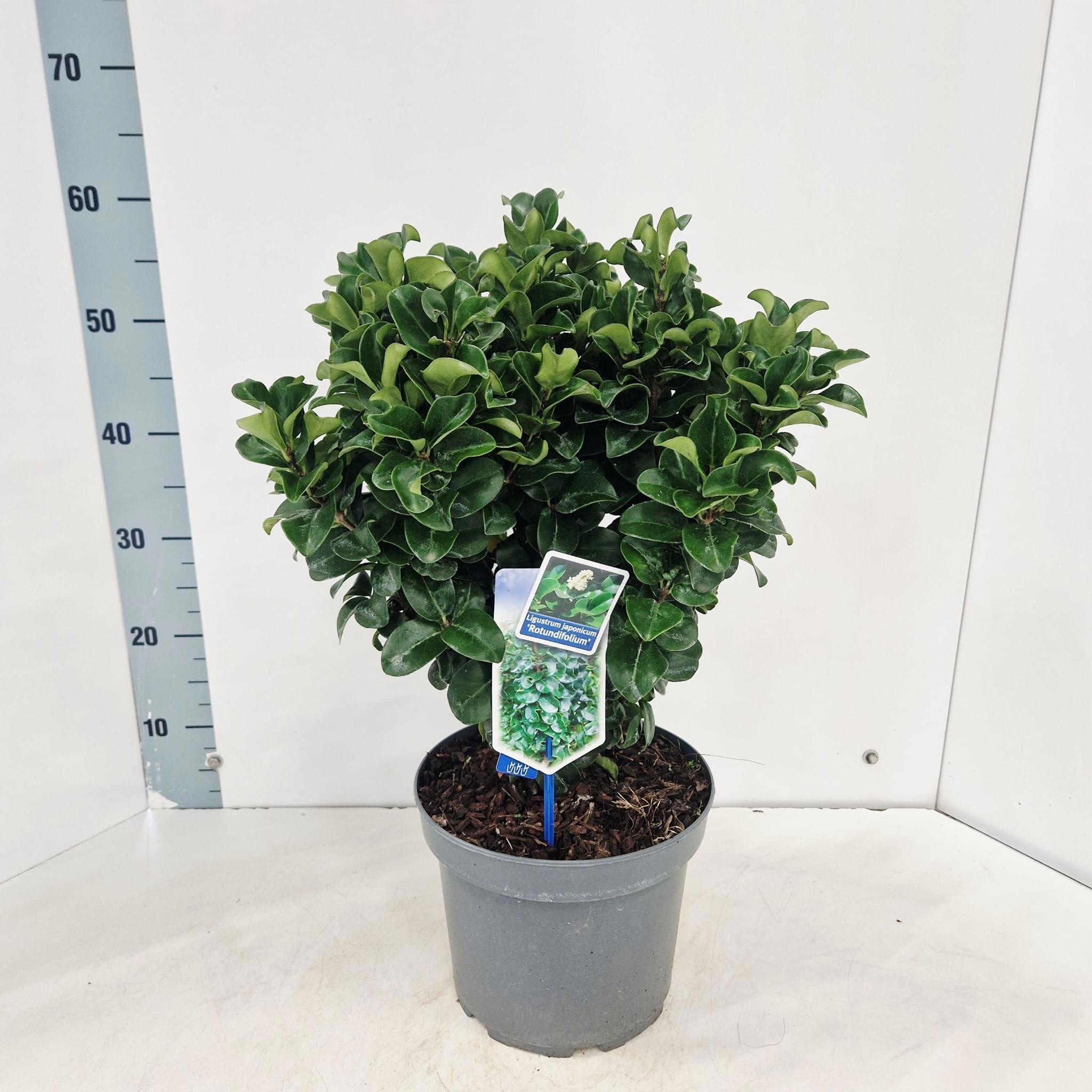 Ligustrum japonicum 'Rotundifolium'