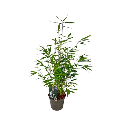 Fargesia nitida 'Gansu' OneBoo P14 Plant Select