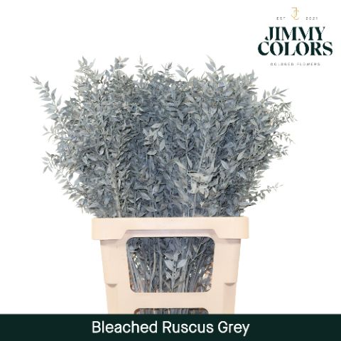 Ruscus Bleached Italy L70 Light Grey