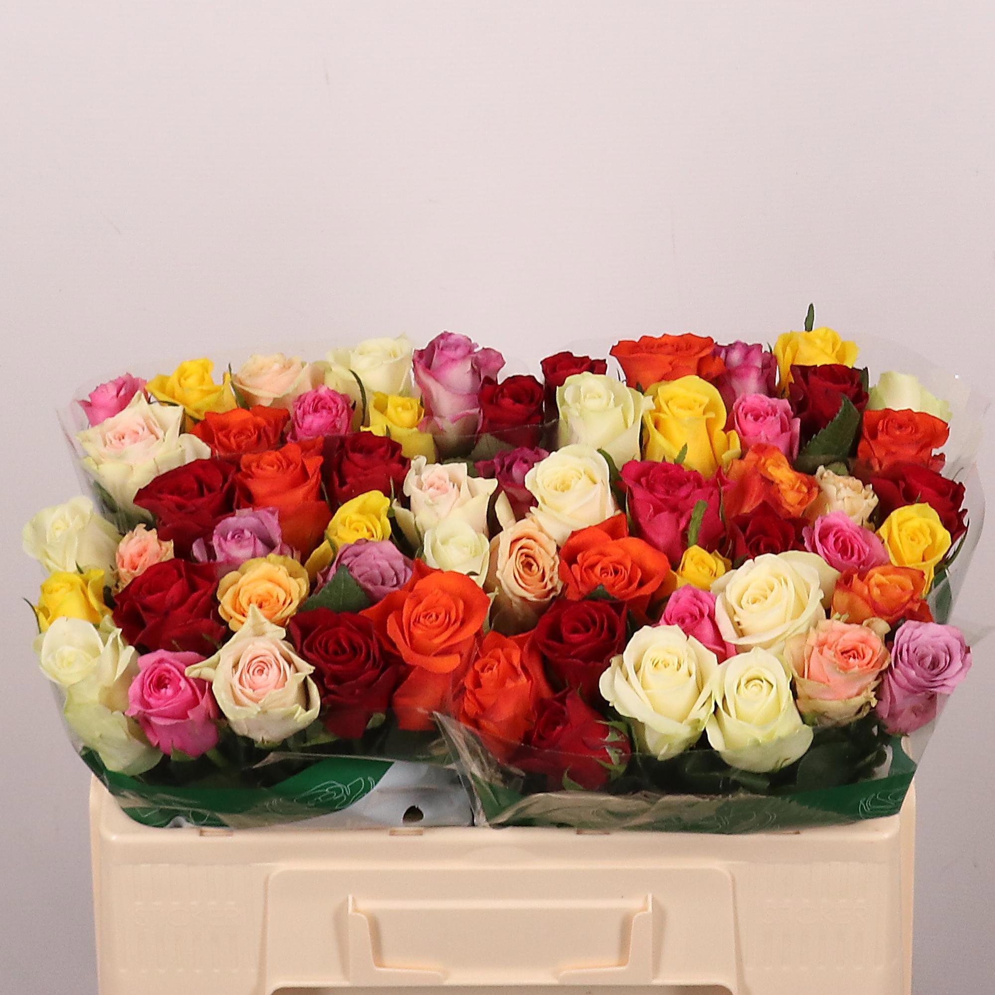 Rosa Mixed In Bunch 50cm