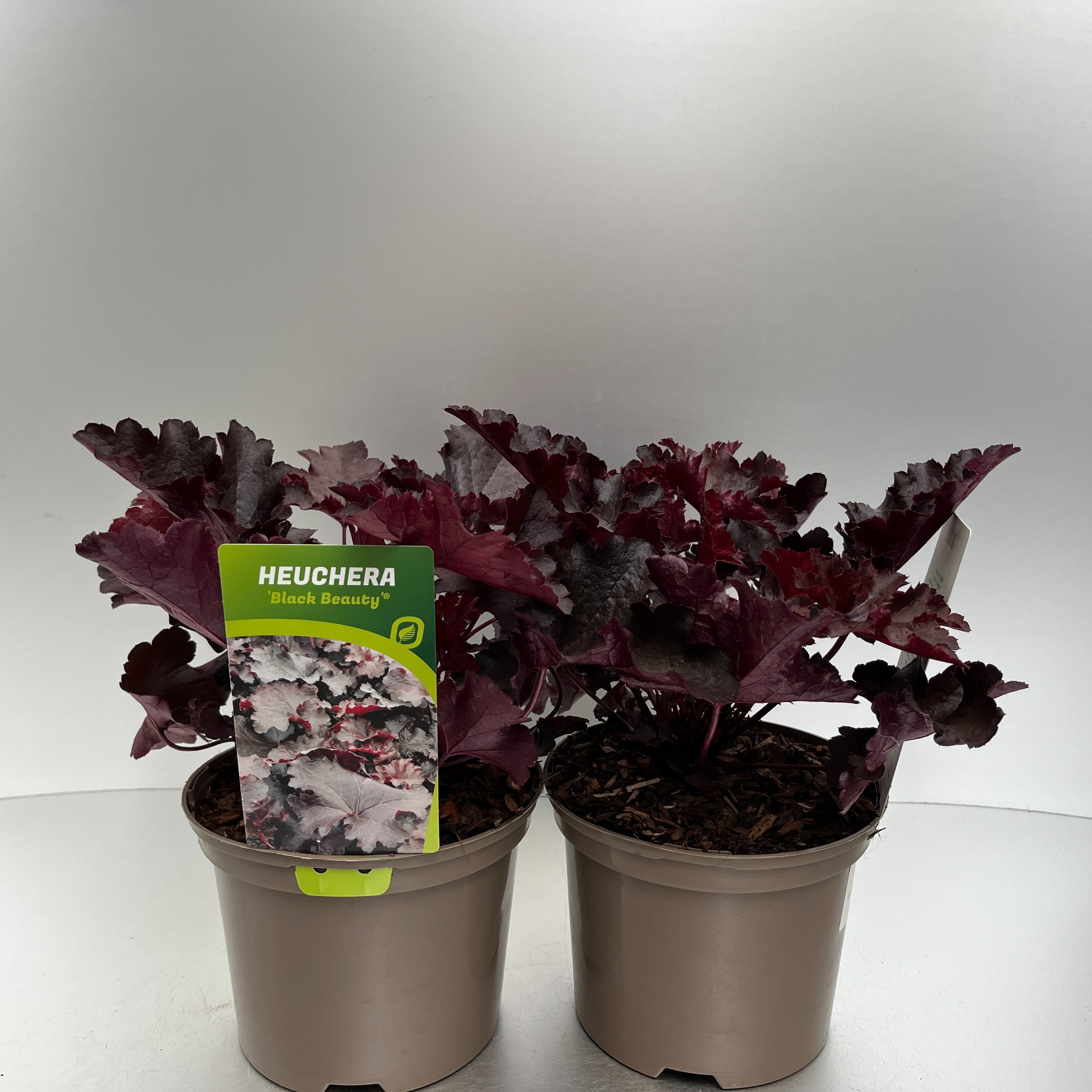 Picture of Heuchera Black Beauty P17 (2 Ltr)