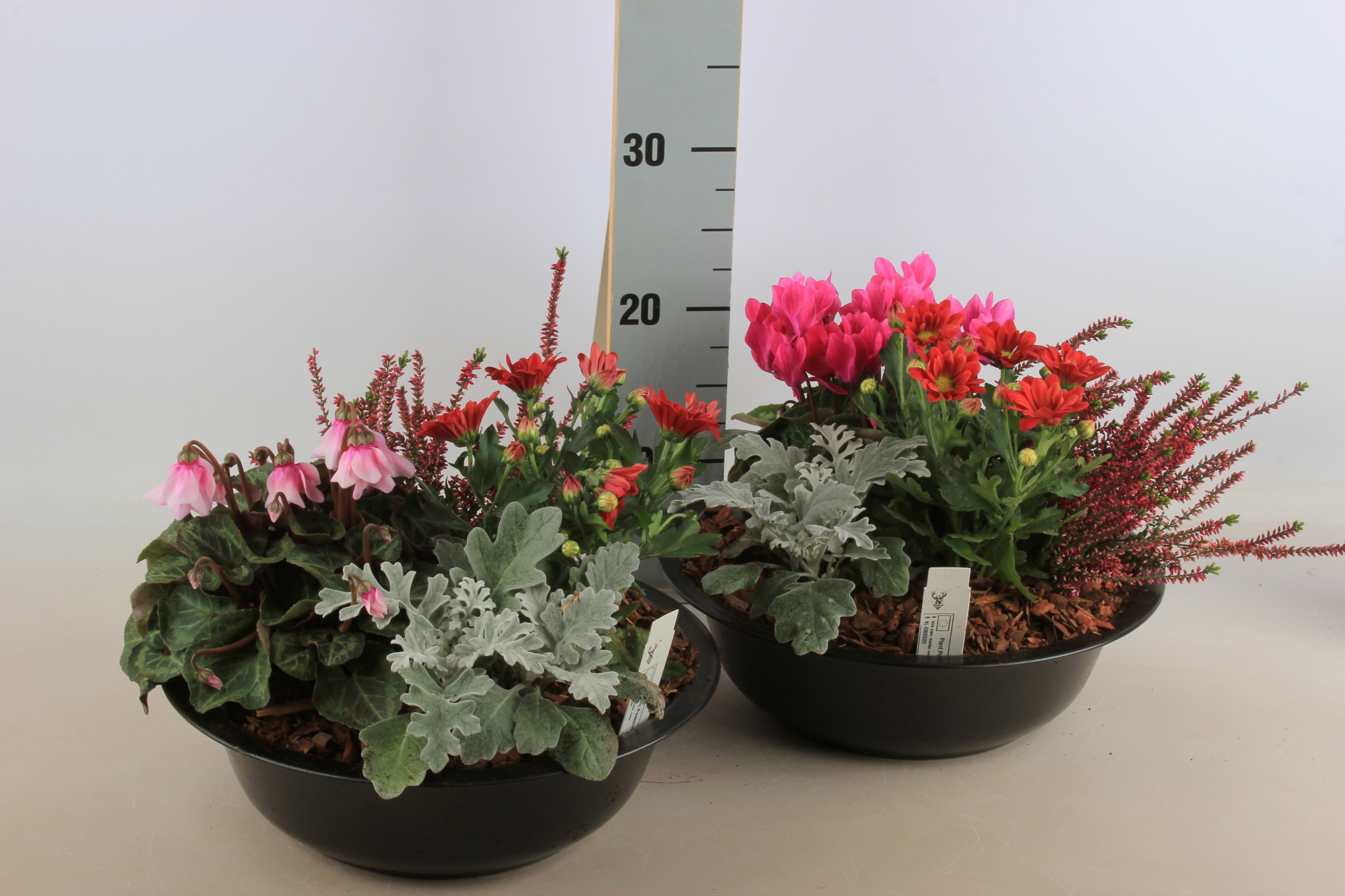 Arr Tuinplanten 30P 25cm 12bloei
