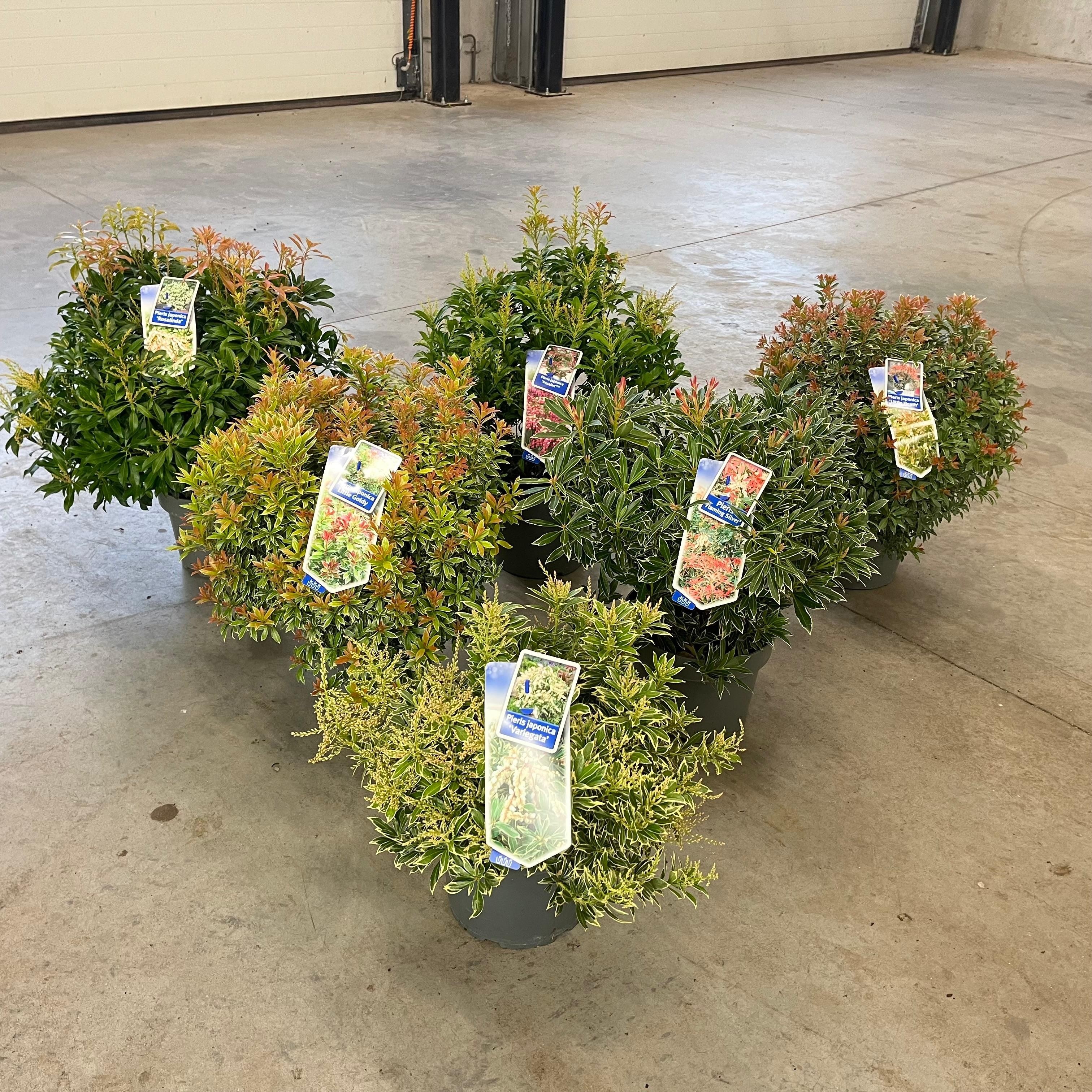Picture of Pieris jap. in varieties (minimum order one layer)