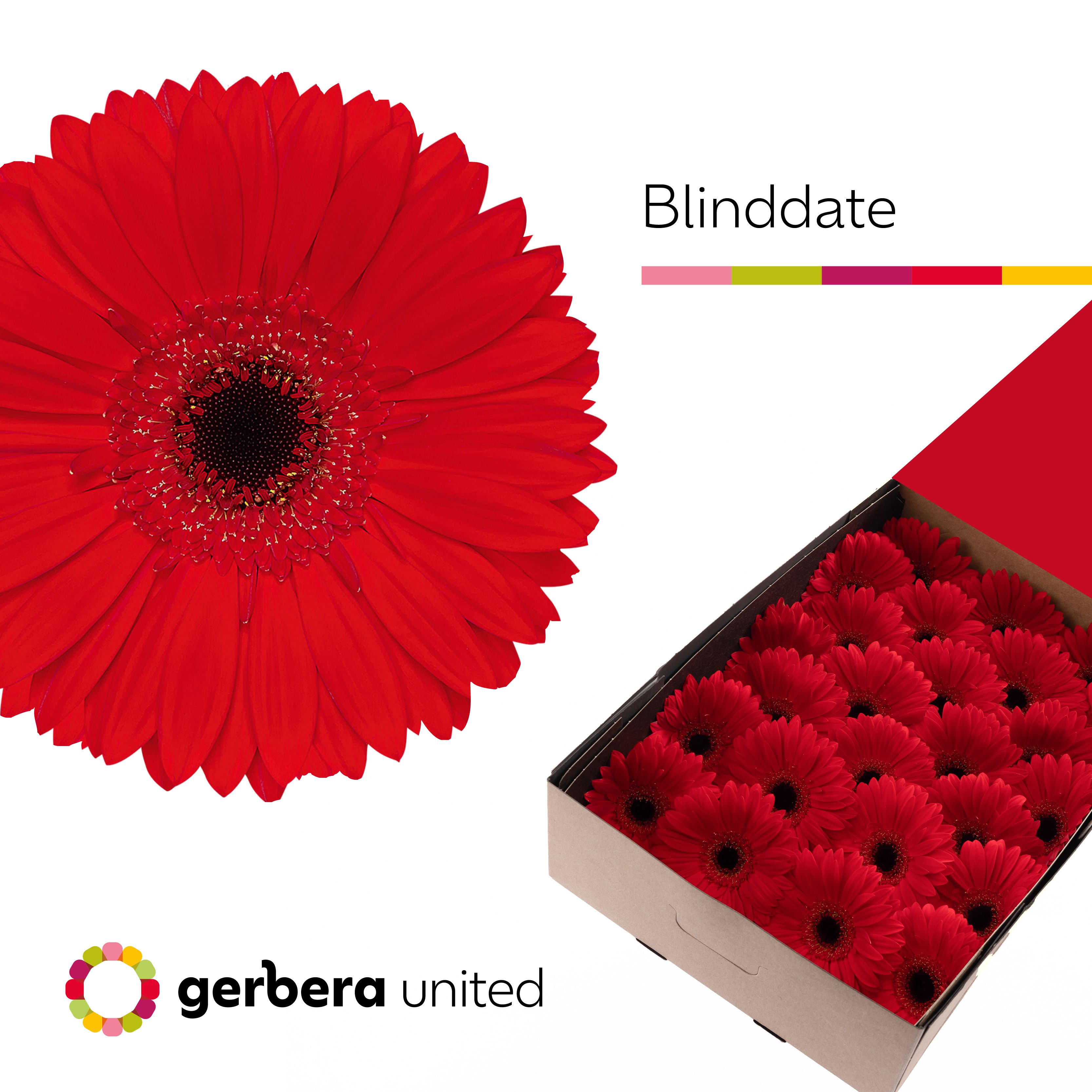 Gerbera Blinddate