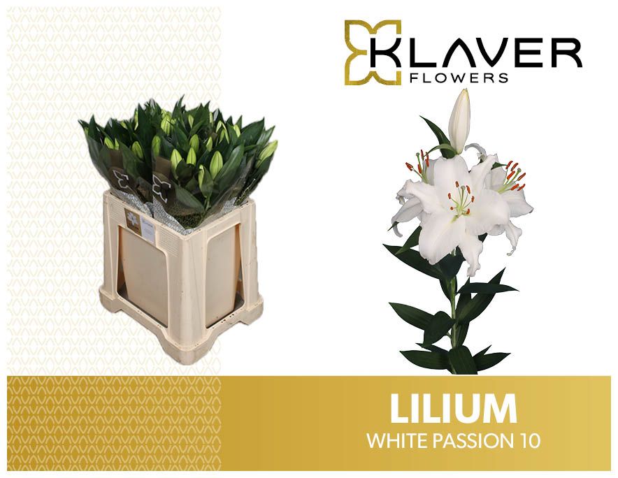 Lilium Or White Passion 70cm 2/4bl