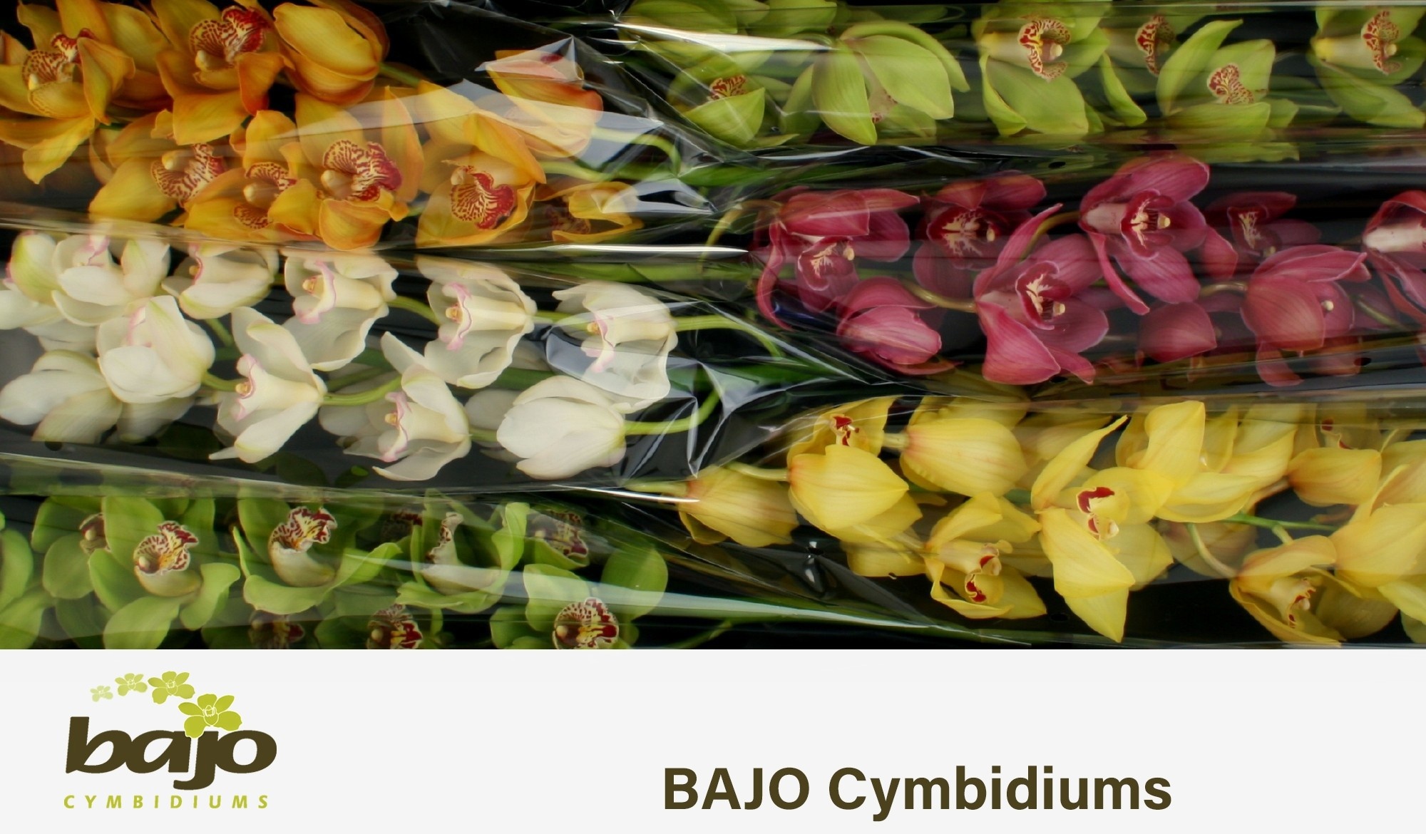Cymbidium Asst 11bl