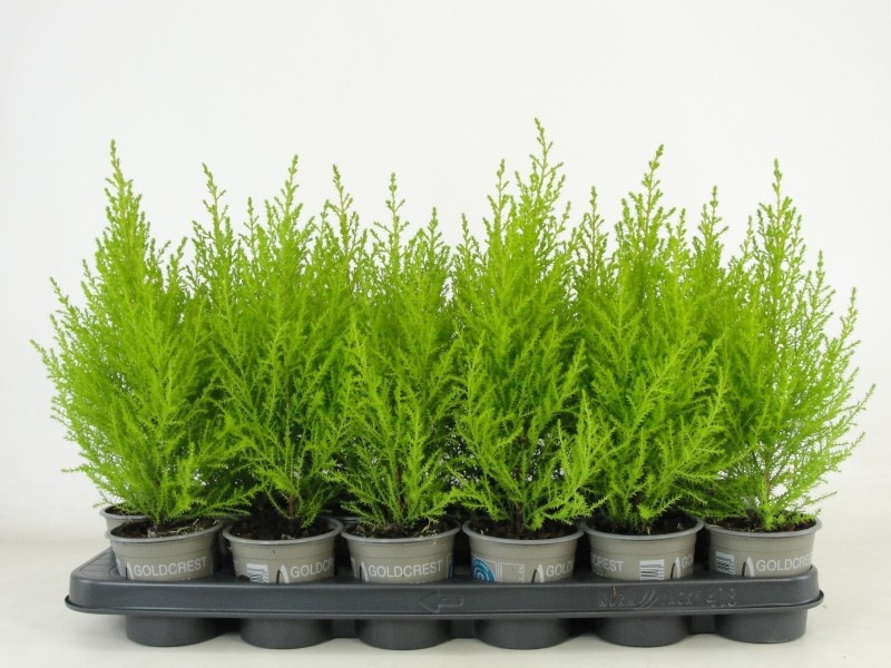 Cupressus macrocarpa 'Goldcrest Wilma'