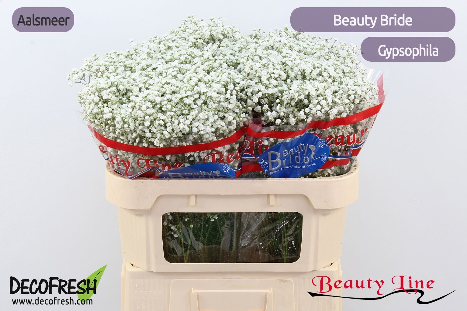 Gypsophila Beauty Bride 70cm 25gram