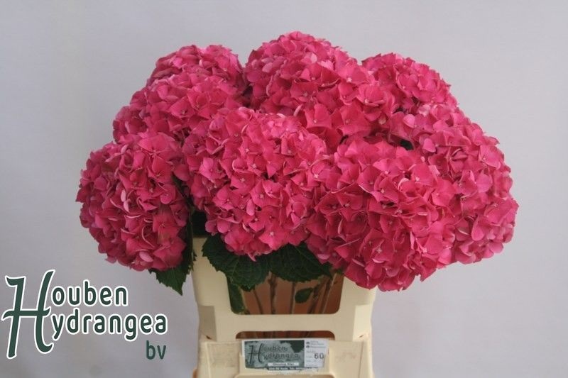 Hydrangea Glowing Alps Pink 60cm 18Ø