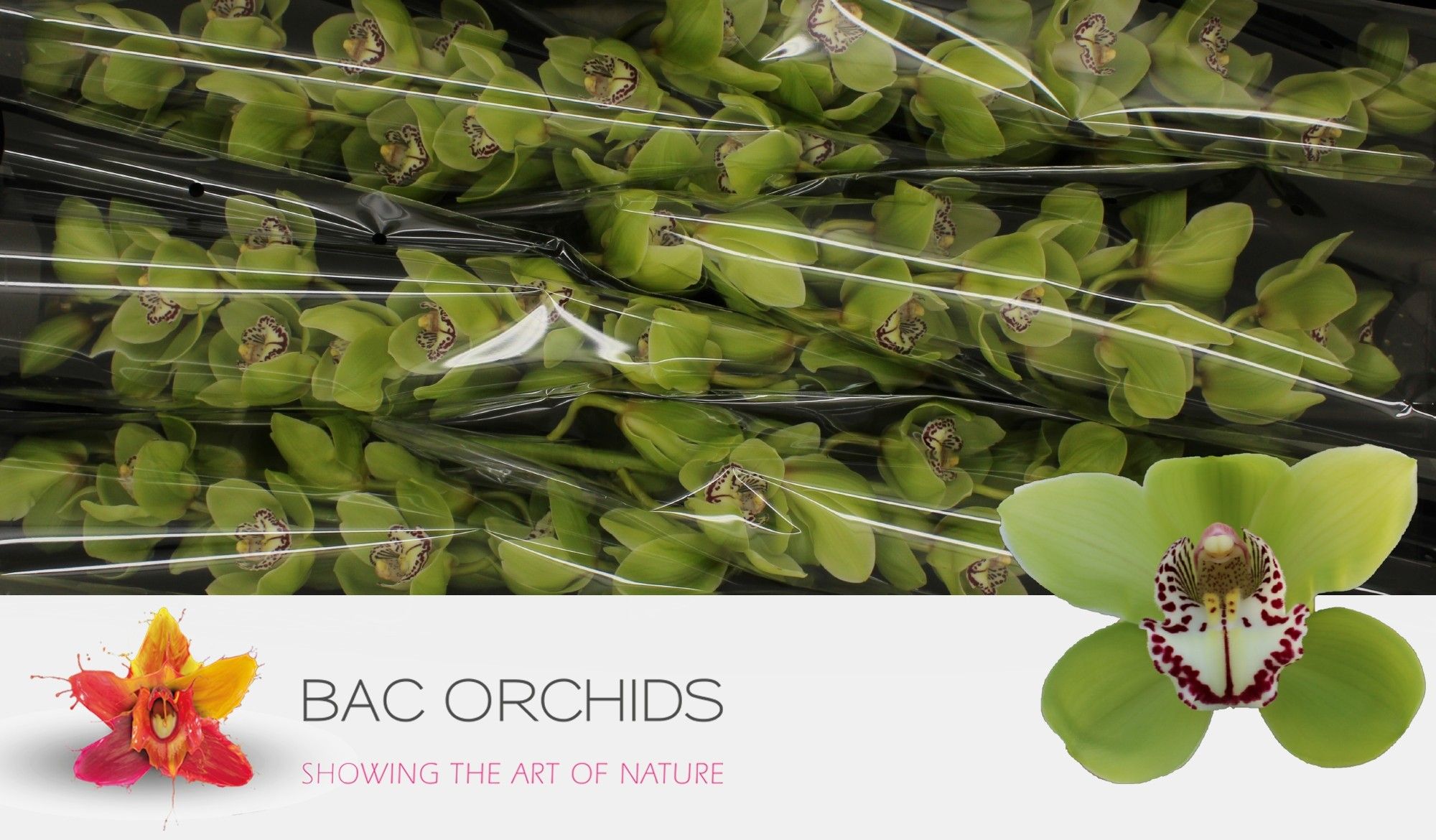 Cymbidium Robin Hood 12/15bl