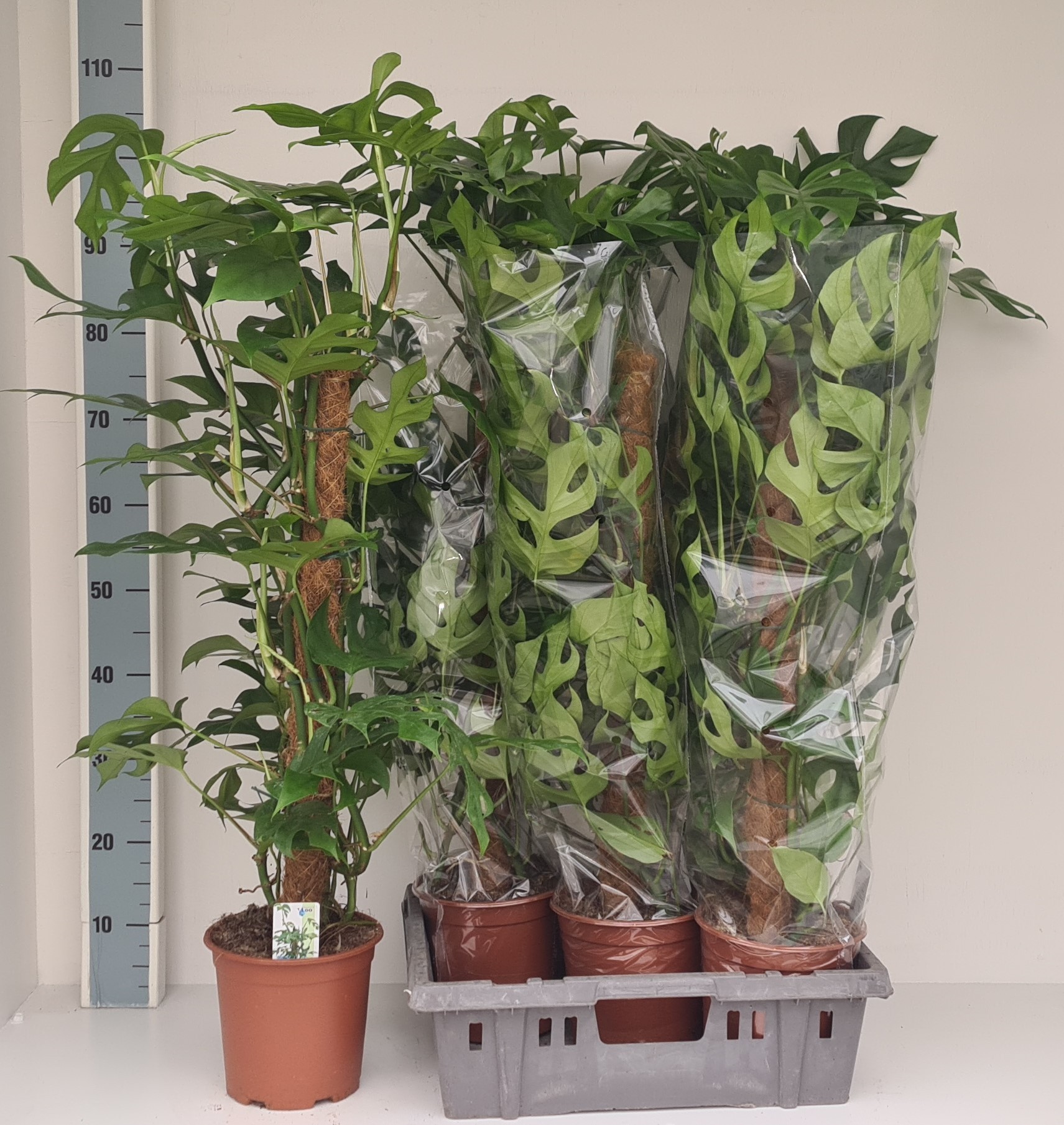 Monstera deliciosa 'Piccolo' Minima Moss pole | Gardenline
