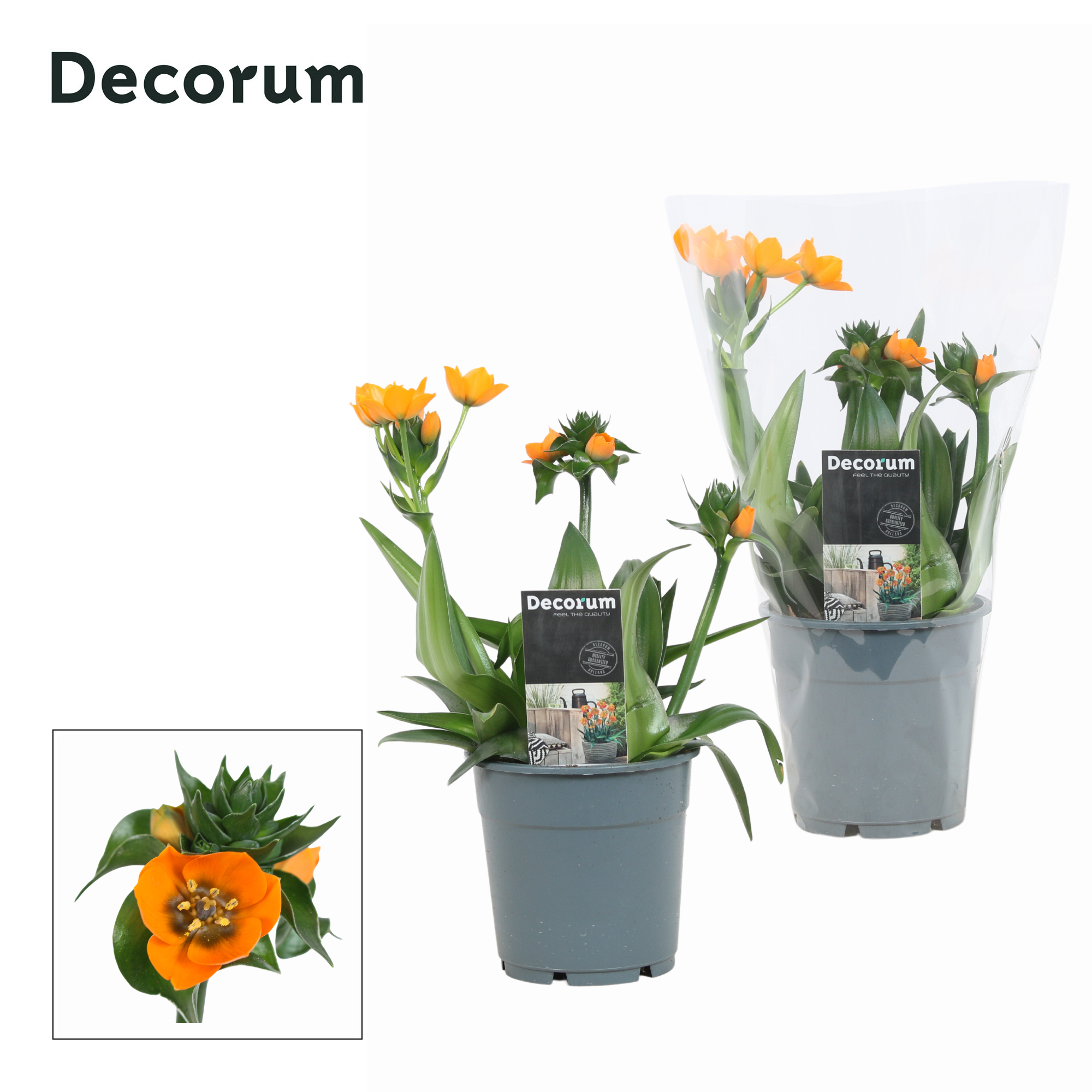 Picture of Ornithogalum Dubium 3pp oranje (Decorum) P12 25CM